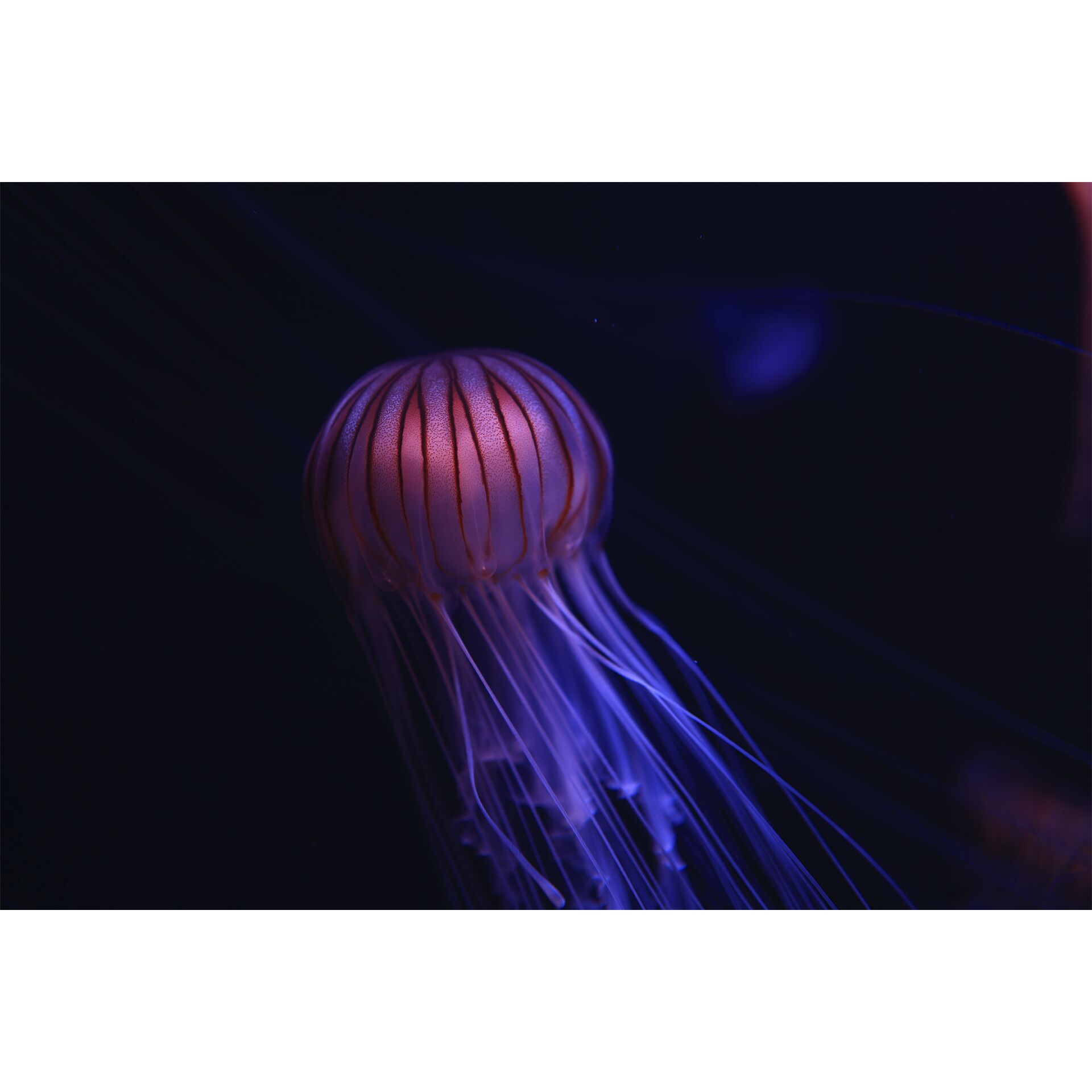 Tier, Leben im Meer, Wirbellose, Qualle