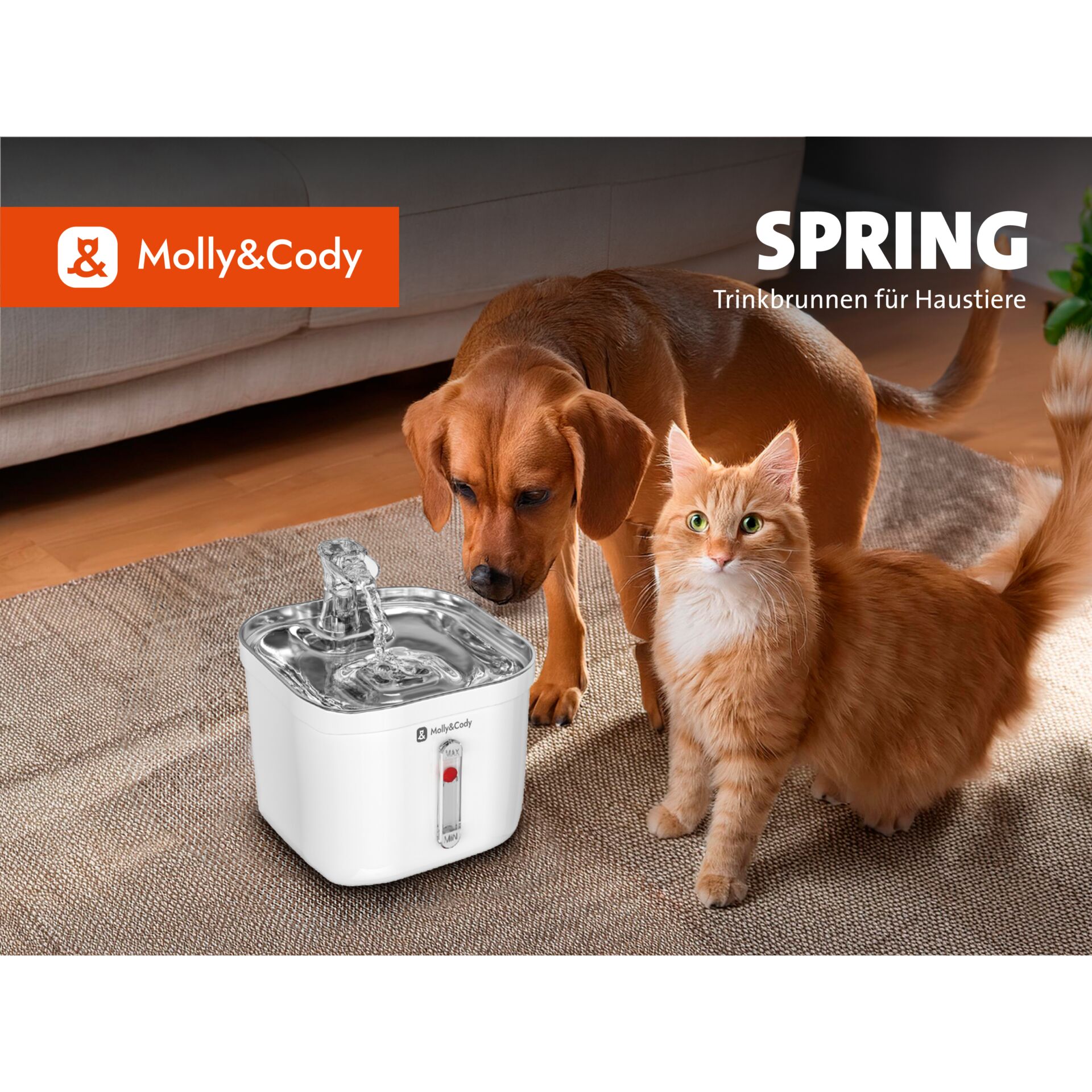 Architektur, Springbrunnen, Wasser, Hund, Haustier