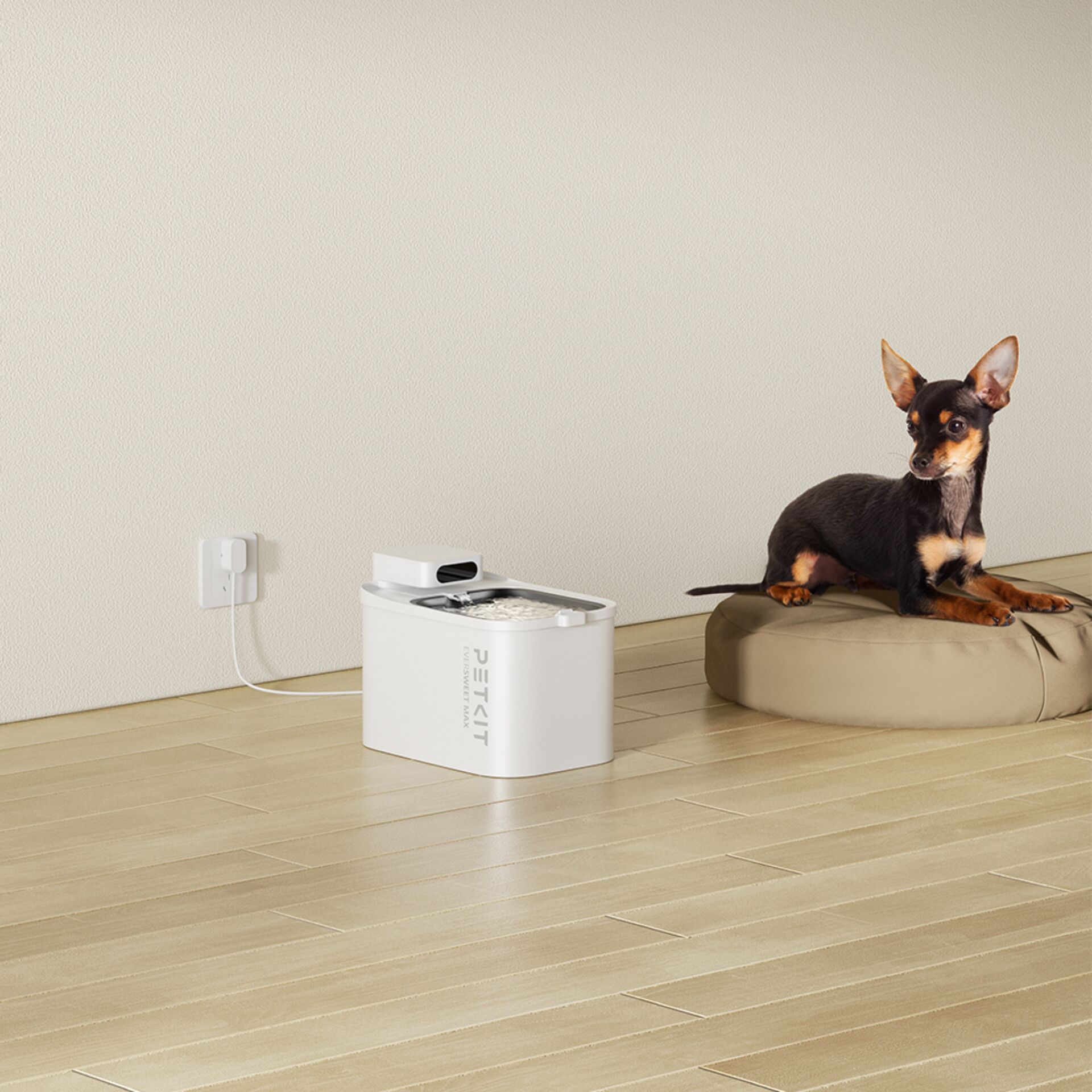 Tier, Hund, Säugetier, Haustier