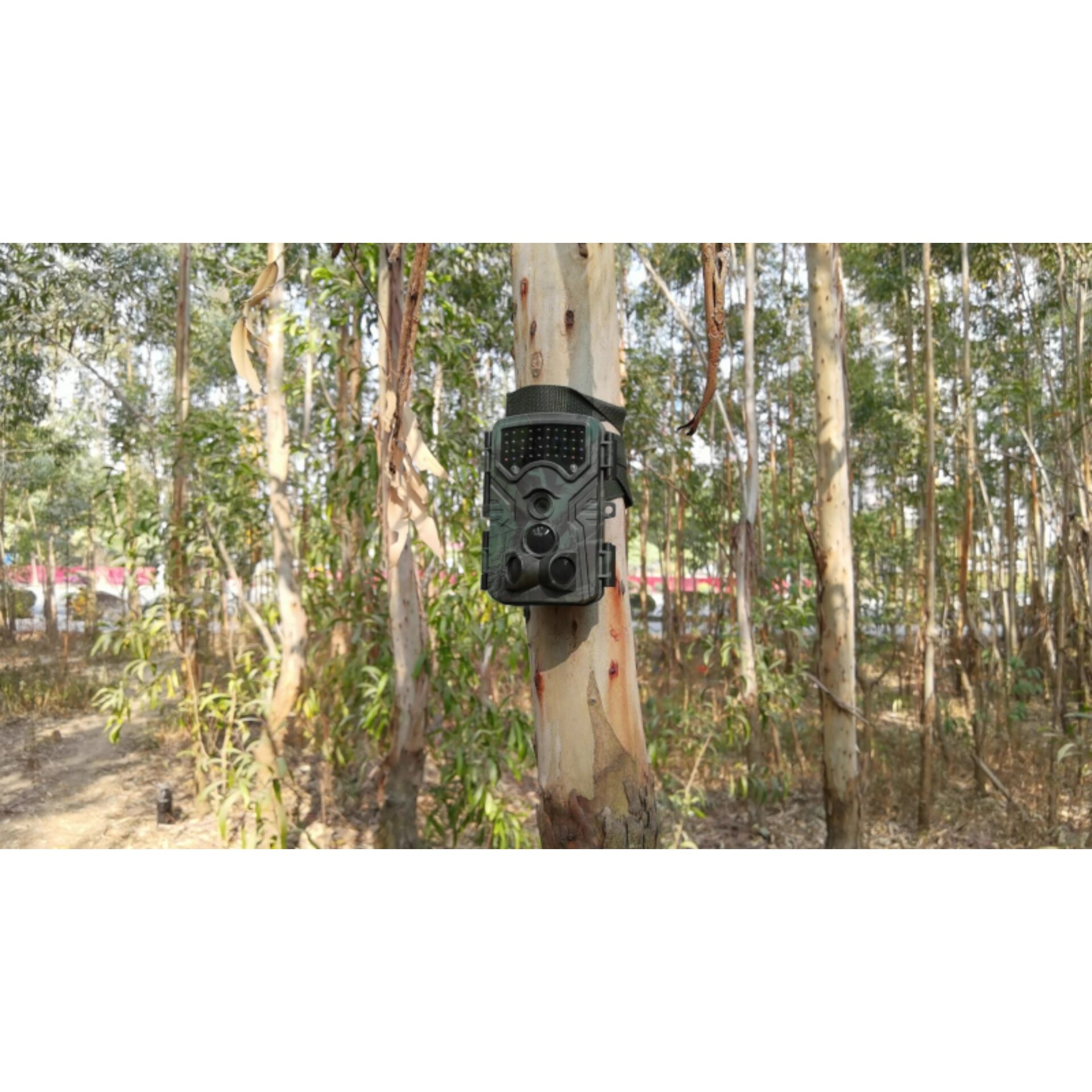 Pflanze, Baum, Bewuchs