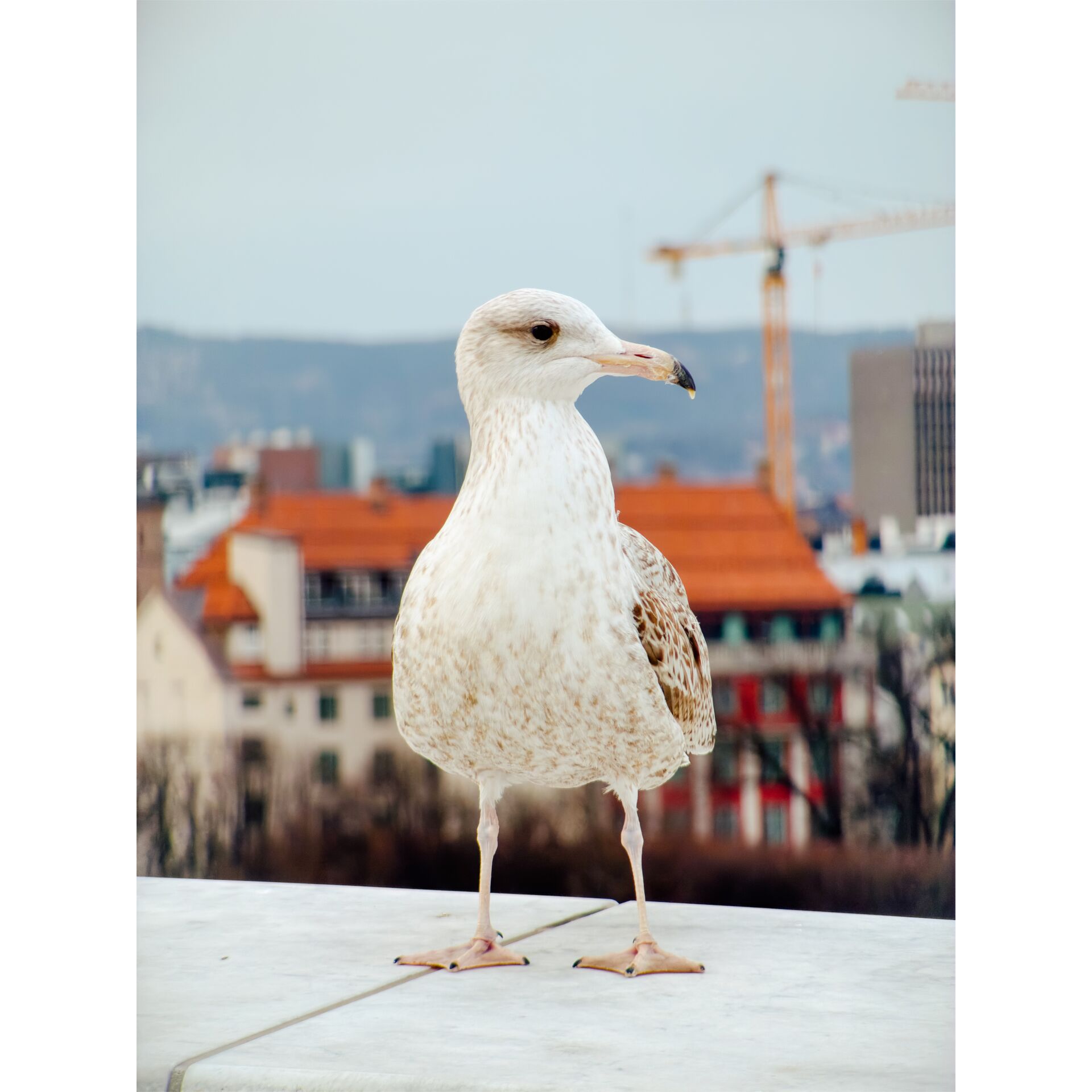 Möwe, Vogel, weißes Gefieder, städtische Umgebung, auf Geländer