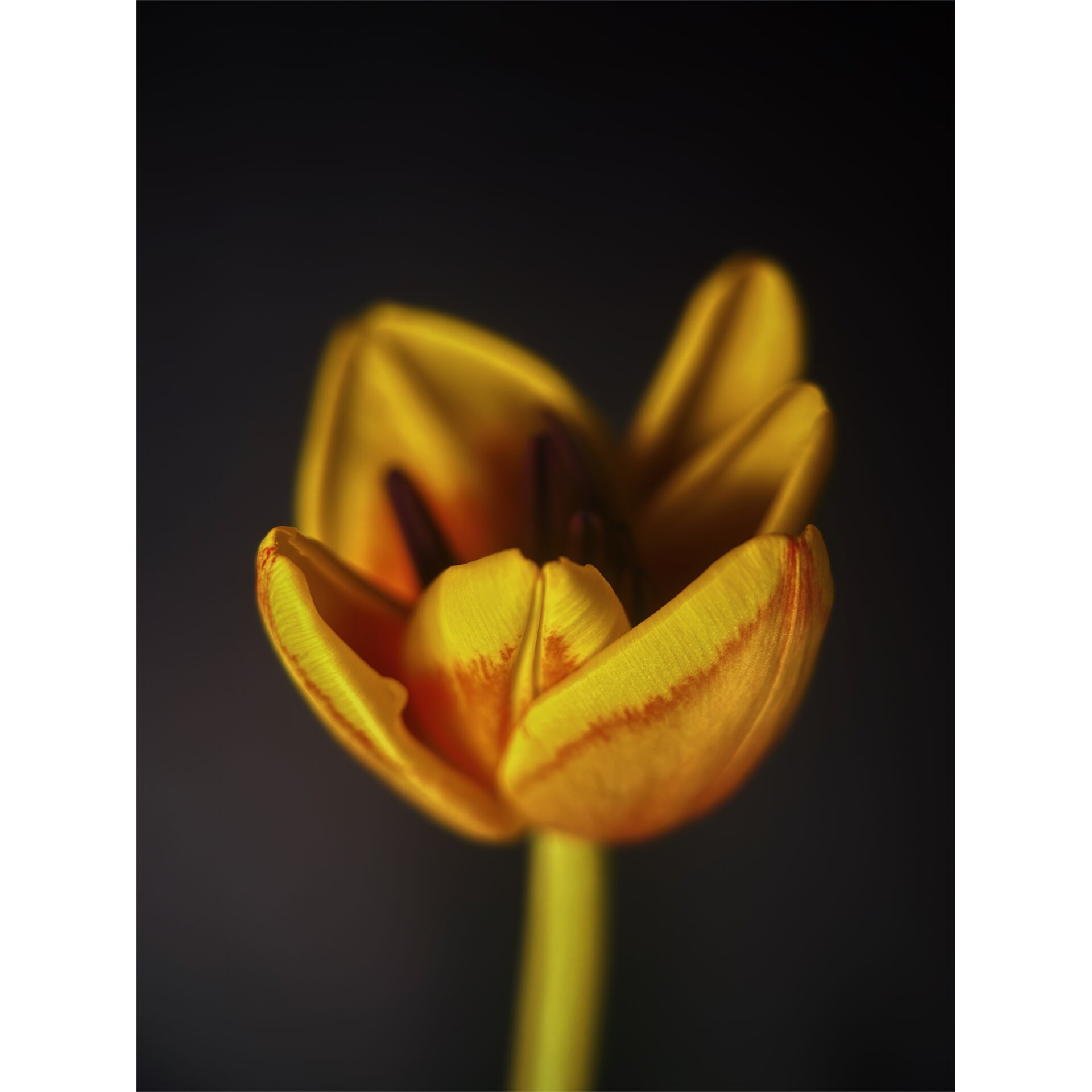 Tulpe, Blume, Gelb, Stiel, Blütenkelch