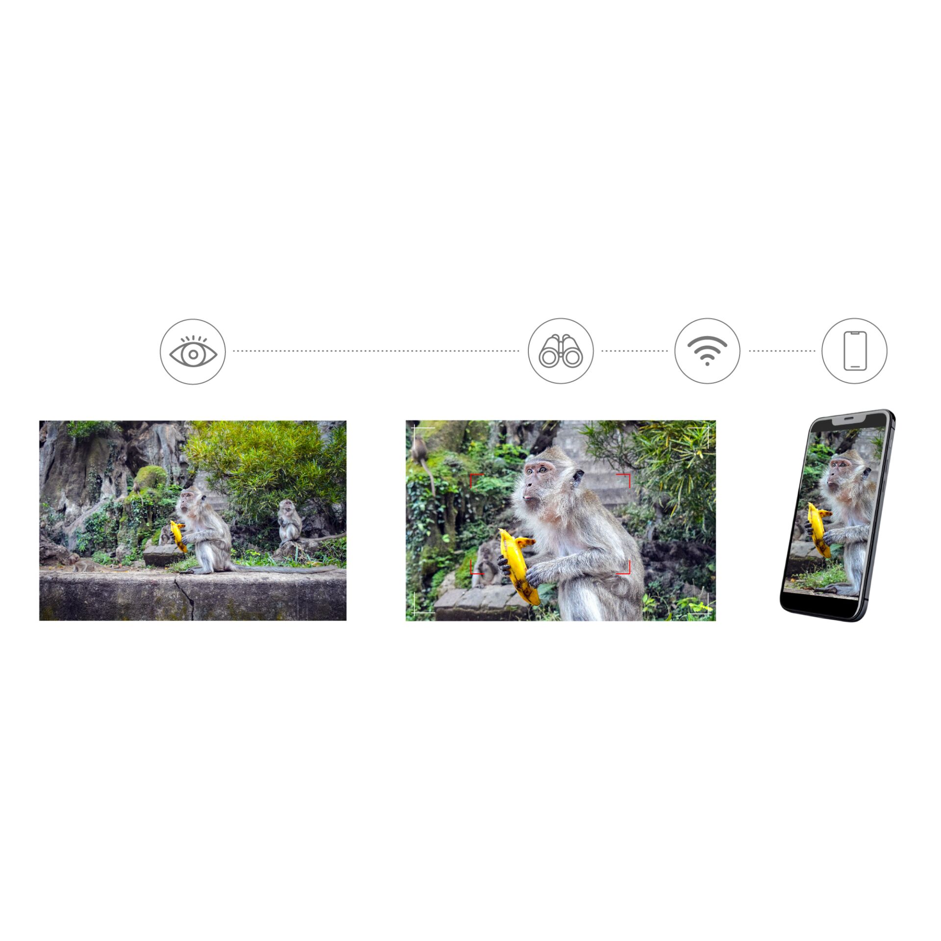 Affe, Banane, Wildlife, Natur, Kameraansicht