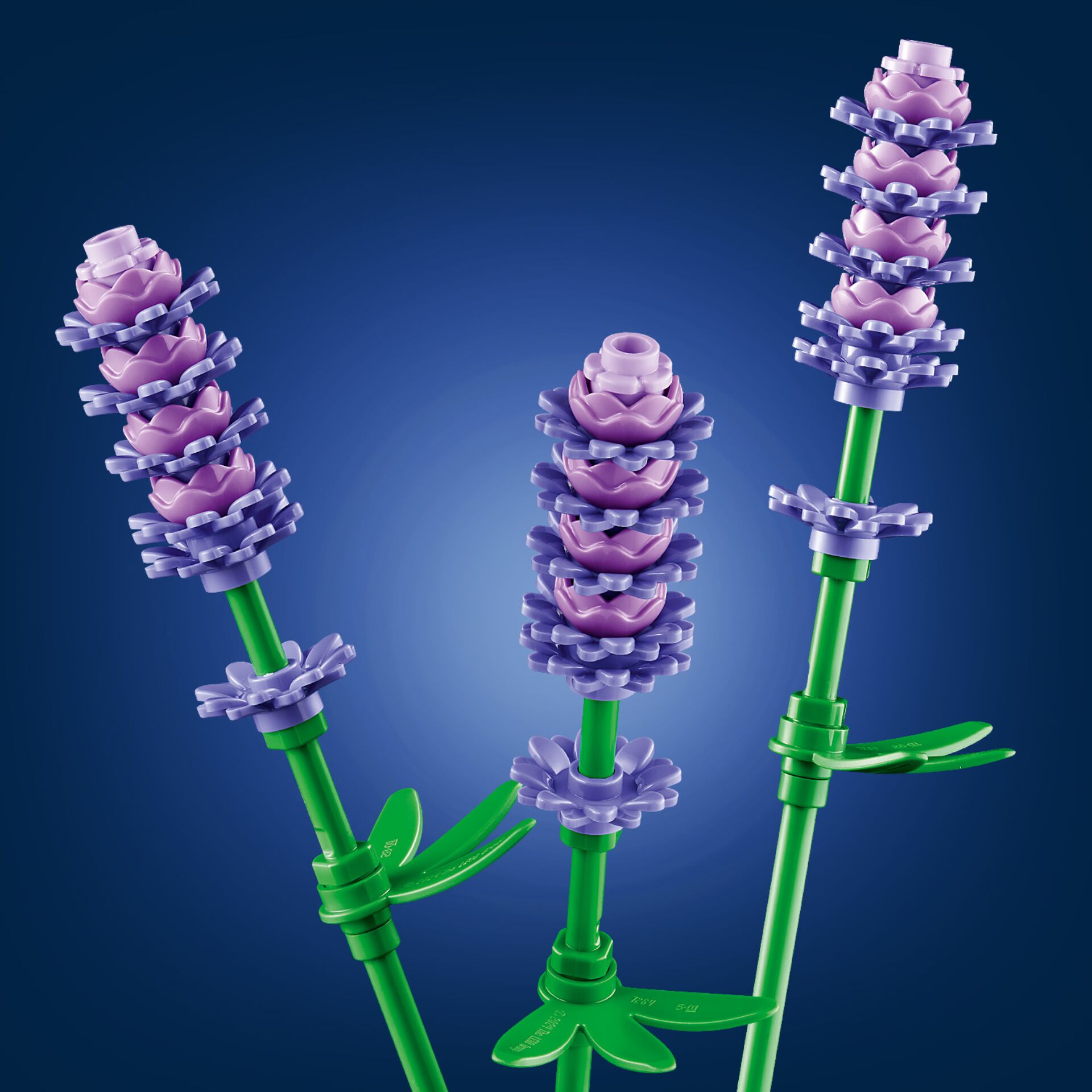 Blume, Pflanze, Lavendel, Purpur, Lupine
