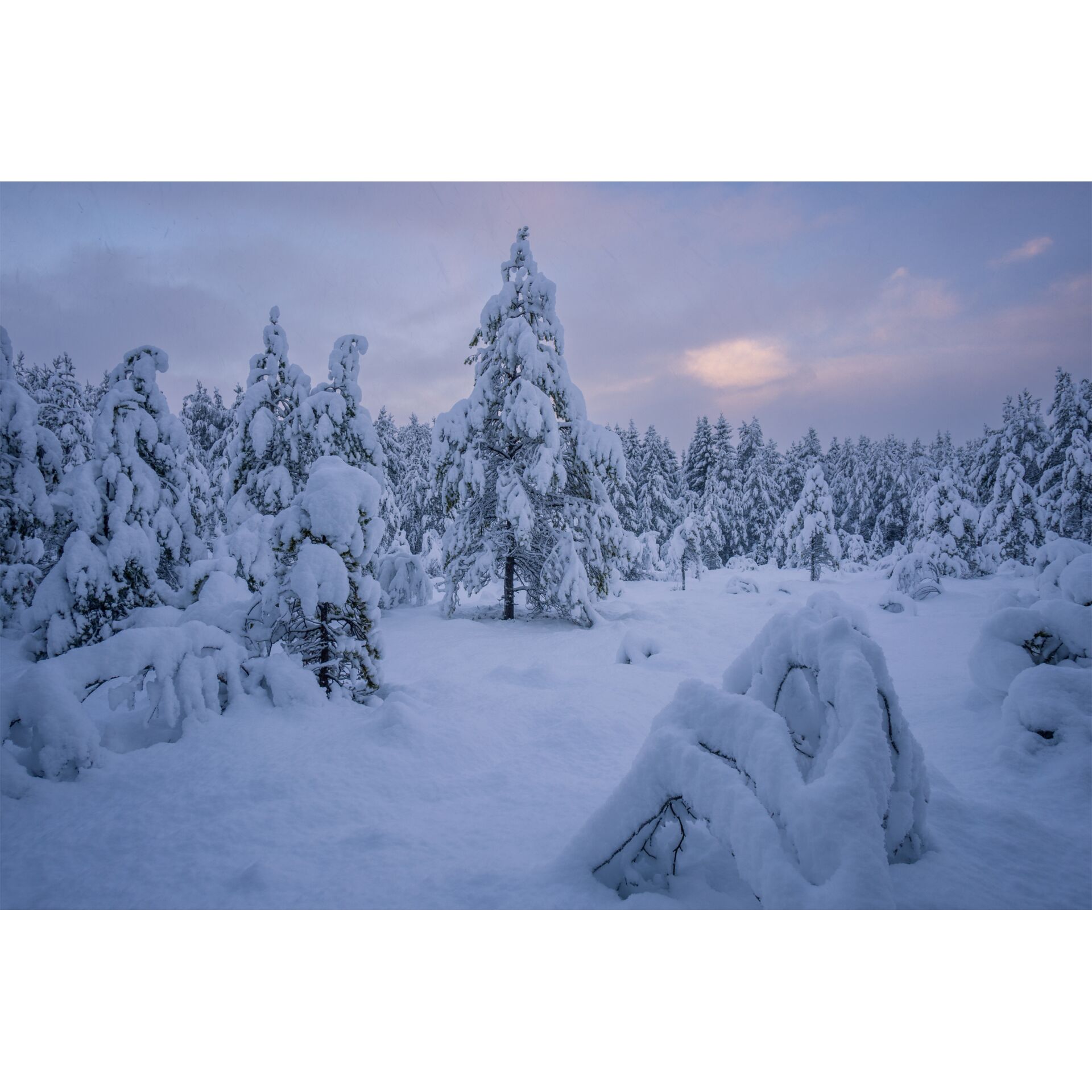 Baum, Draußen, Natur, Tanne, Szenerie