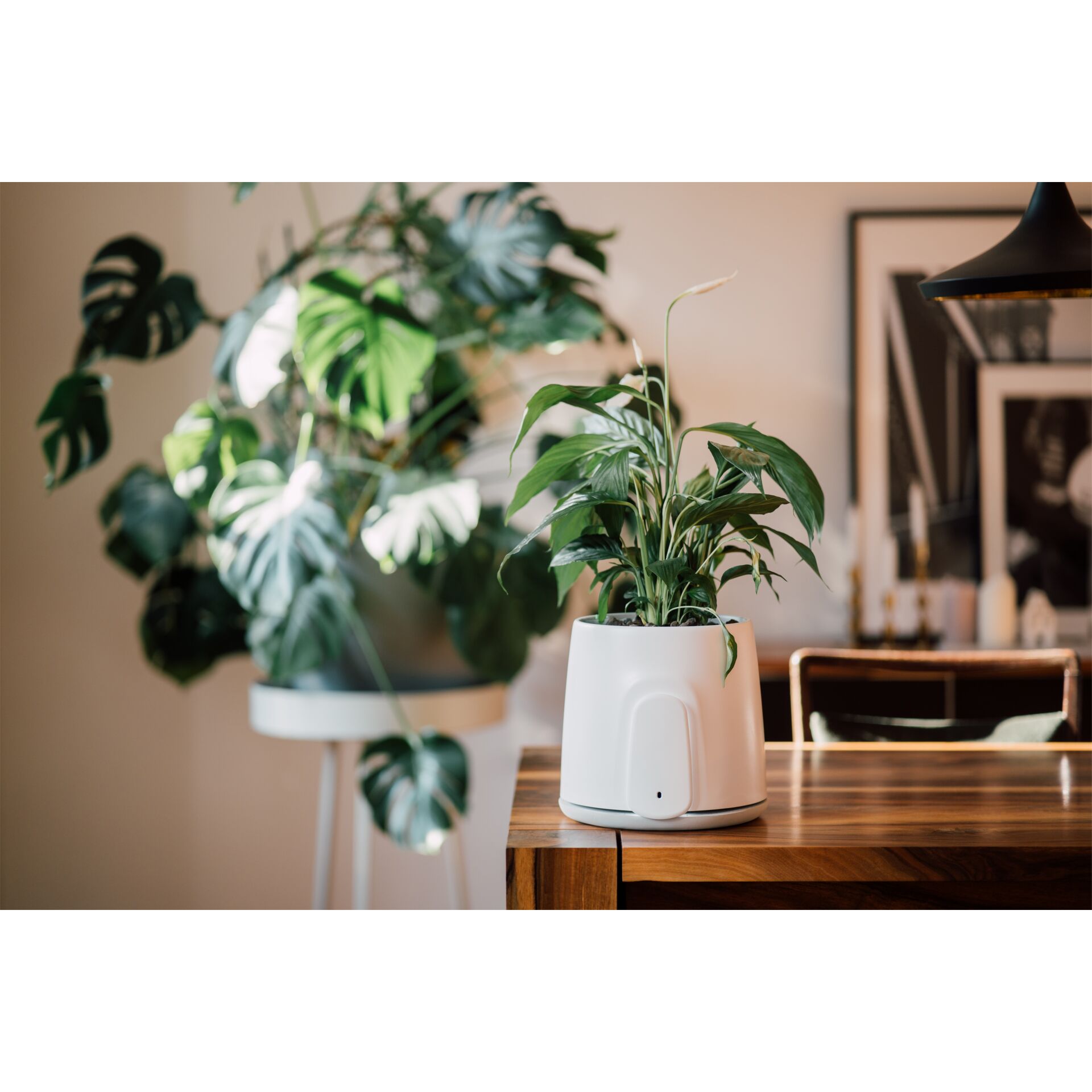 Pflanze, Pflanze im Topf, Pflanzgefäß, Innenarchitektur, Blatt