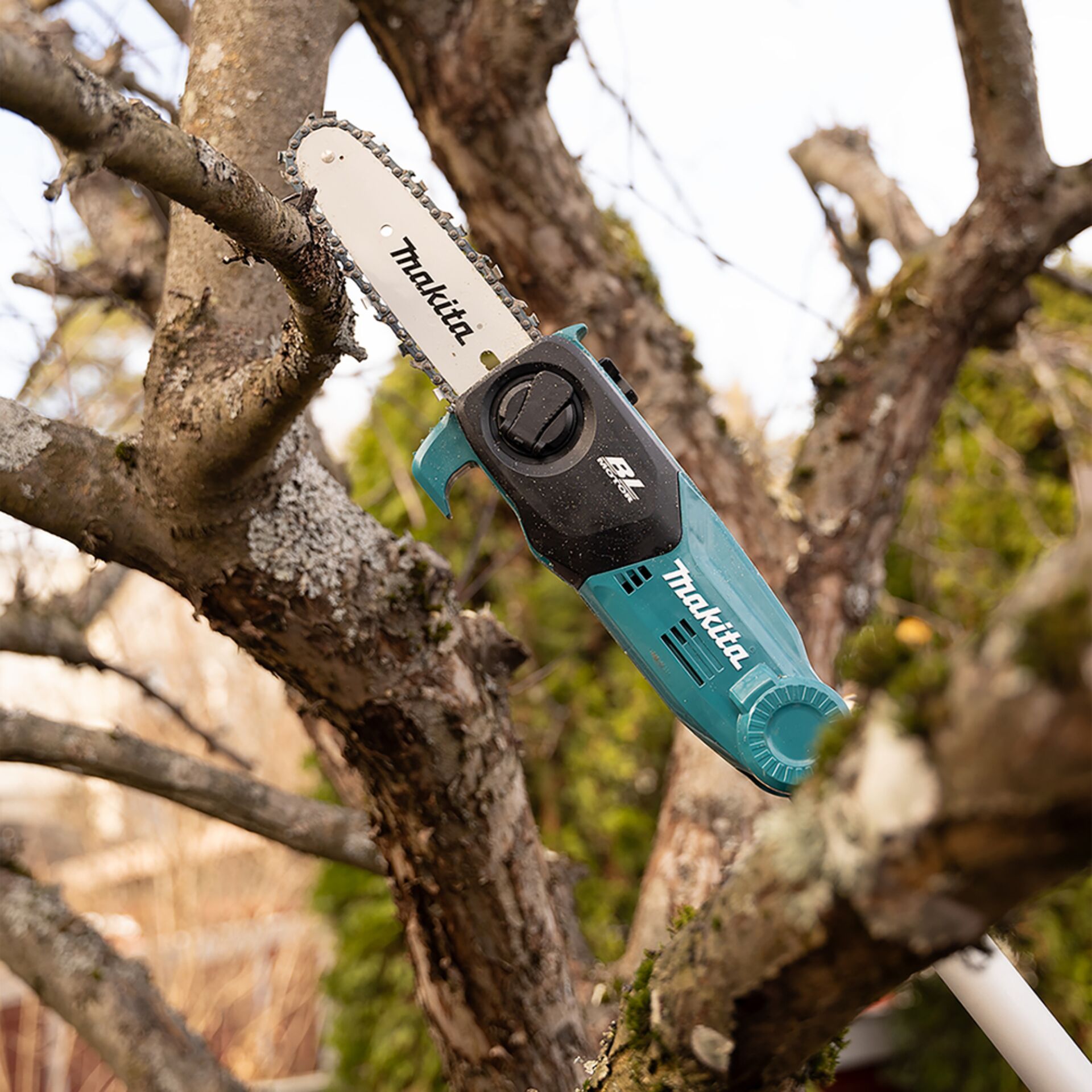 Pflanze, Baum, Baumstamm, Gerät