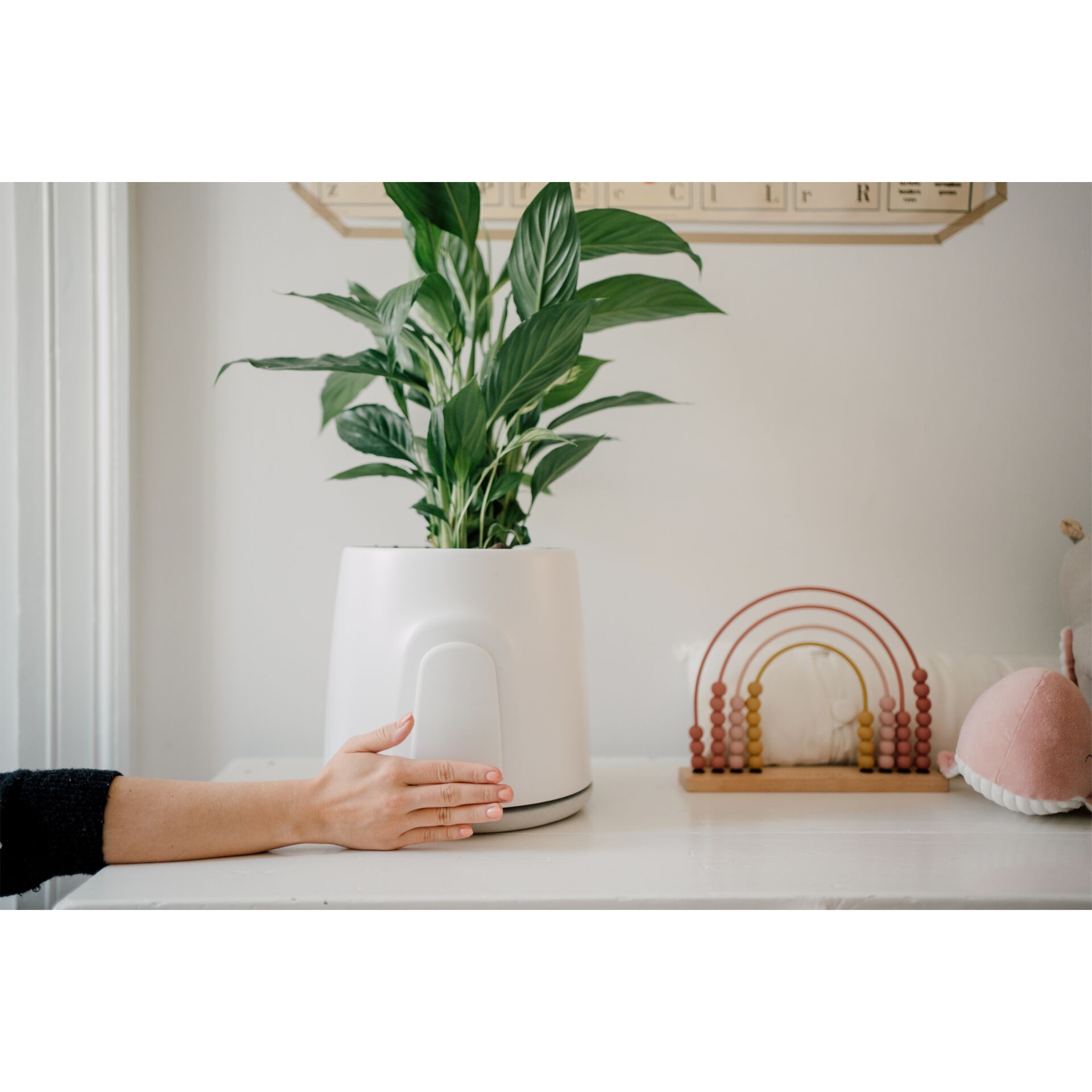 Pflanze, Pflanze im Topf, Innenarchitektur, Töpferei, Krug