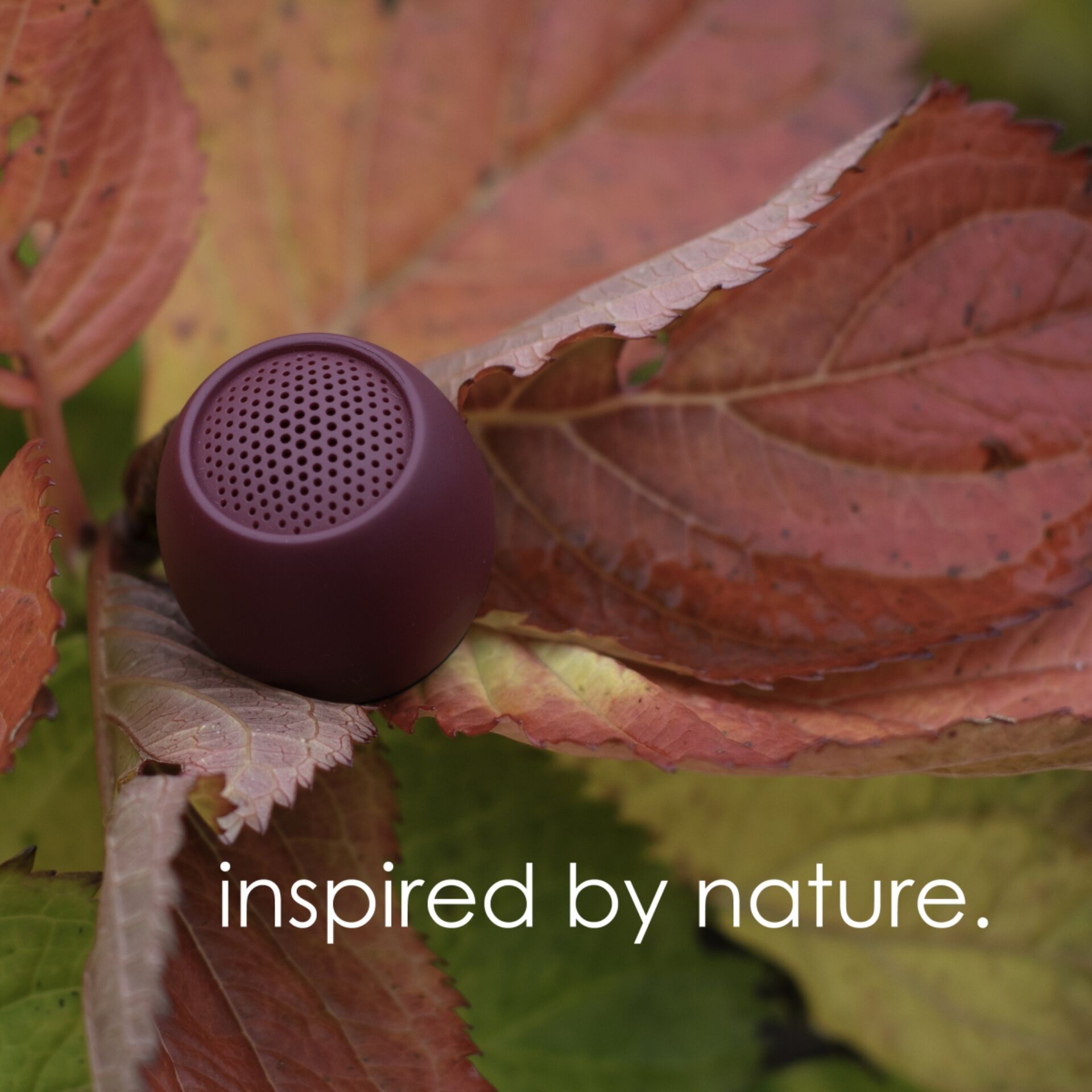 Blatt, Pflanze, Sphäre, Kräuterig, Kräuter