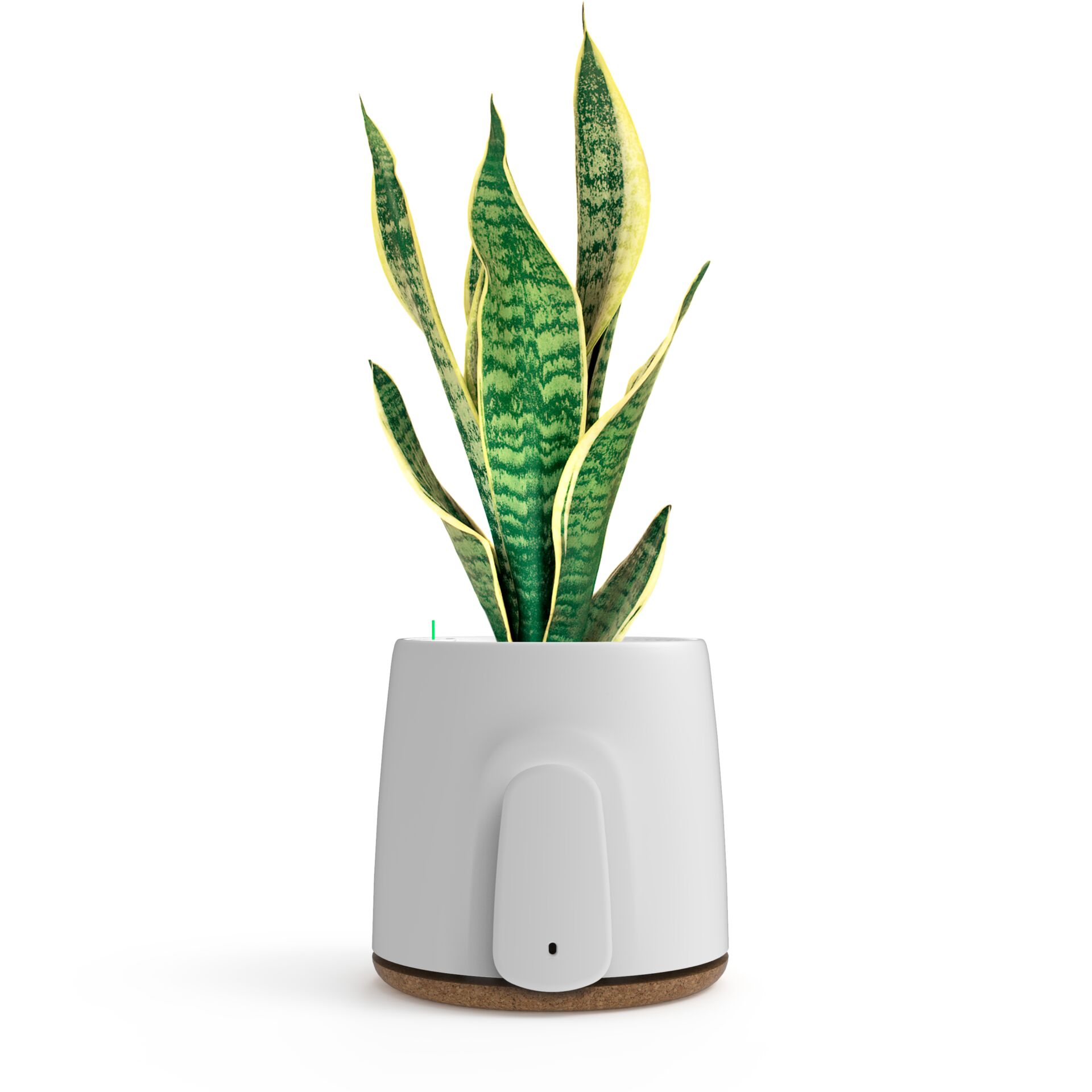 Pflanze, Pflanzgefäß, Topfpflanze, Töpferei, Vase