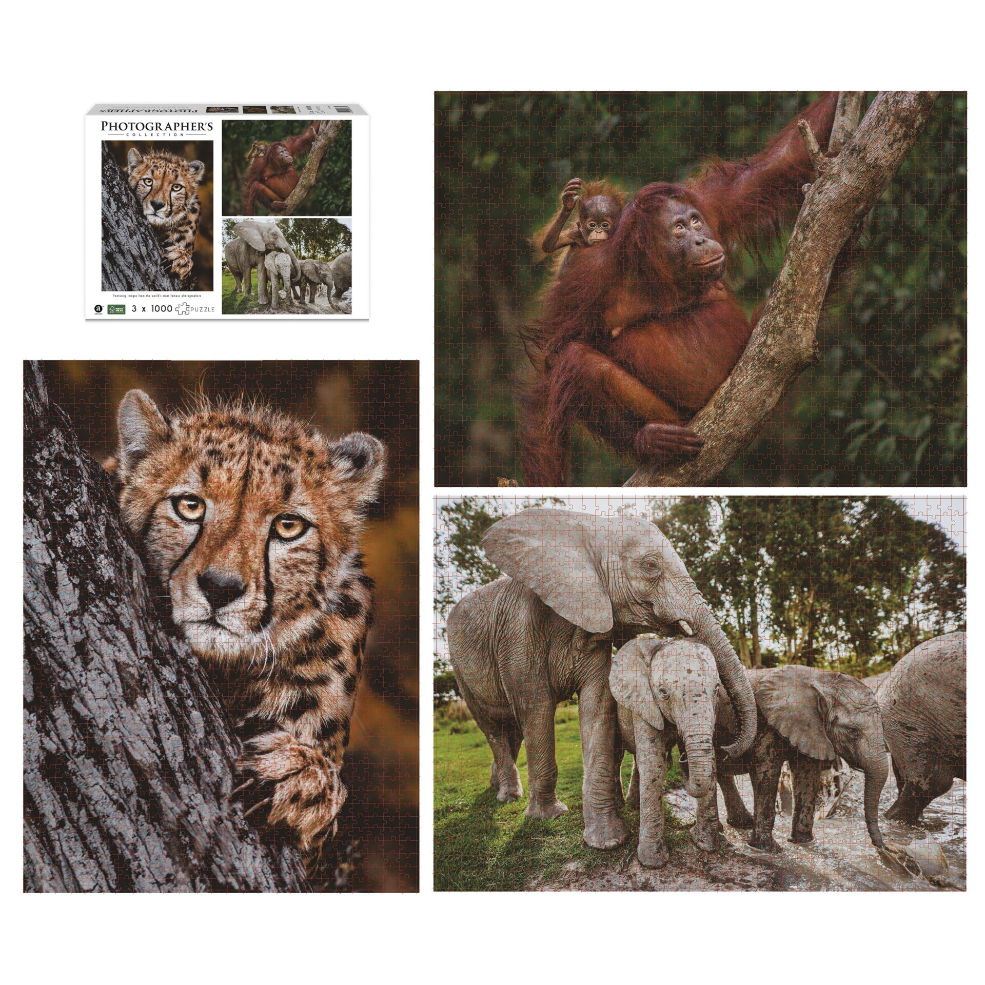Tier, Zoo, Affe, Wildtiere, Elefant