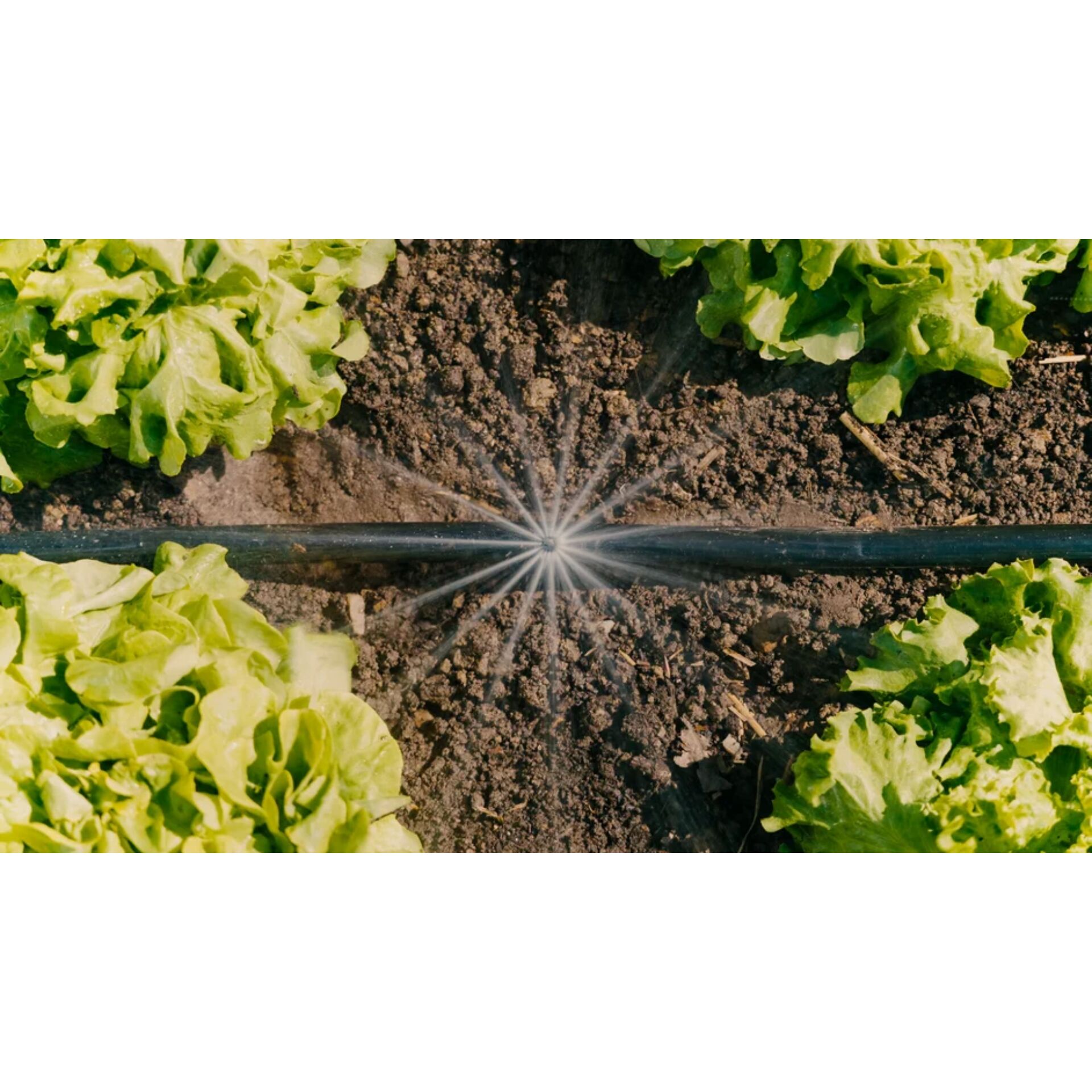 salat, kopfsalat, bewässerung, tröpfchenbewässerung, garten