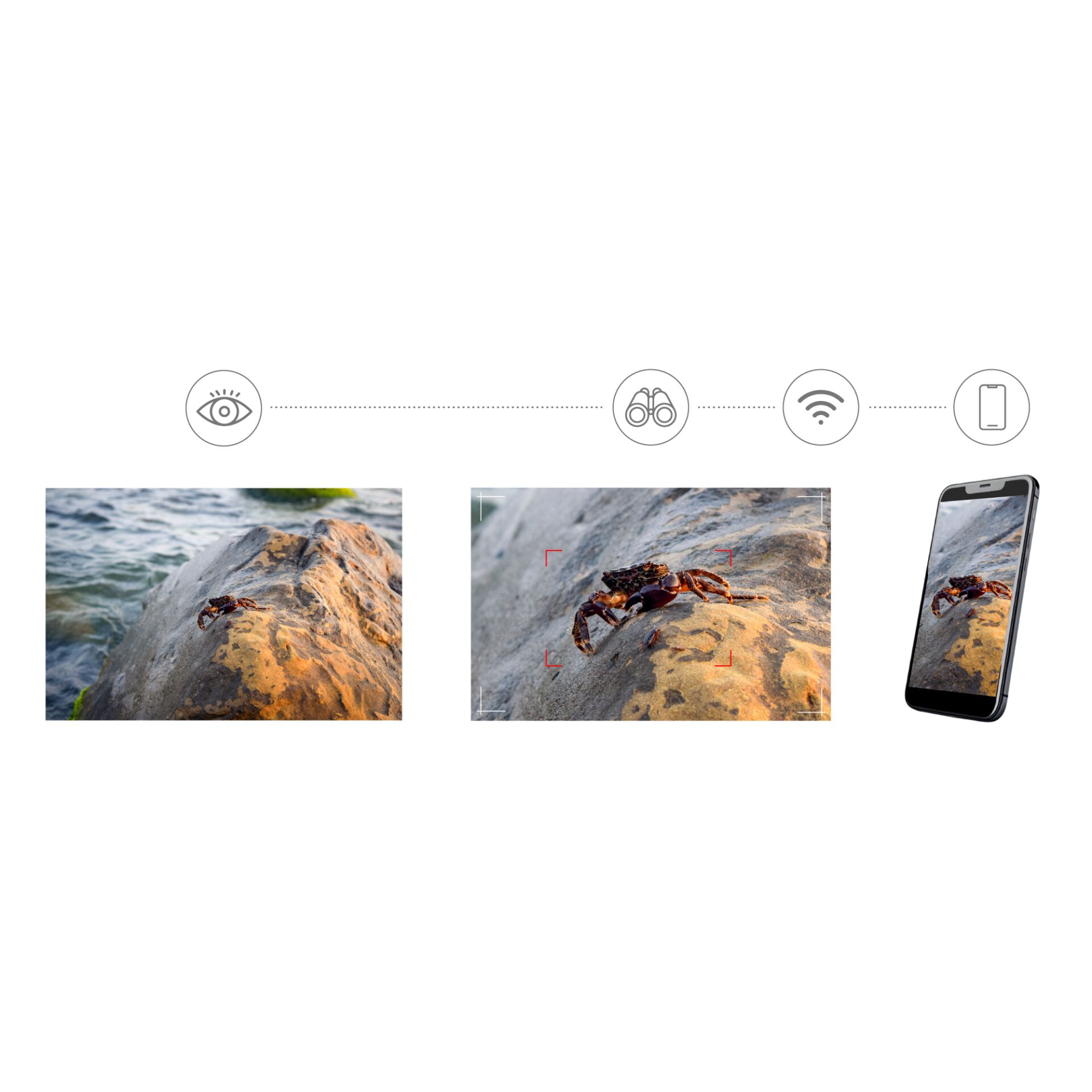 Krebs, Felsen, Kameraaufnahme, Krabbe, Stein