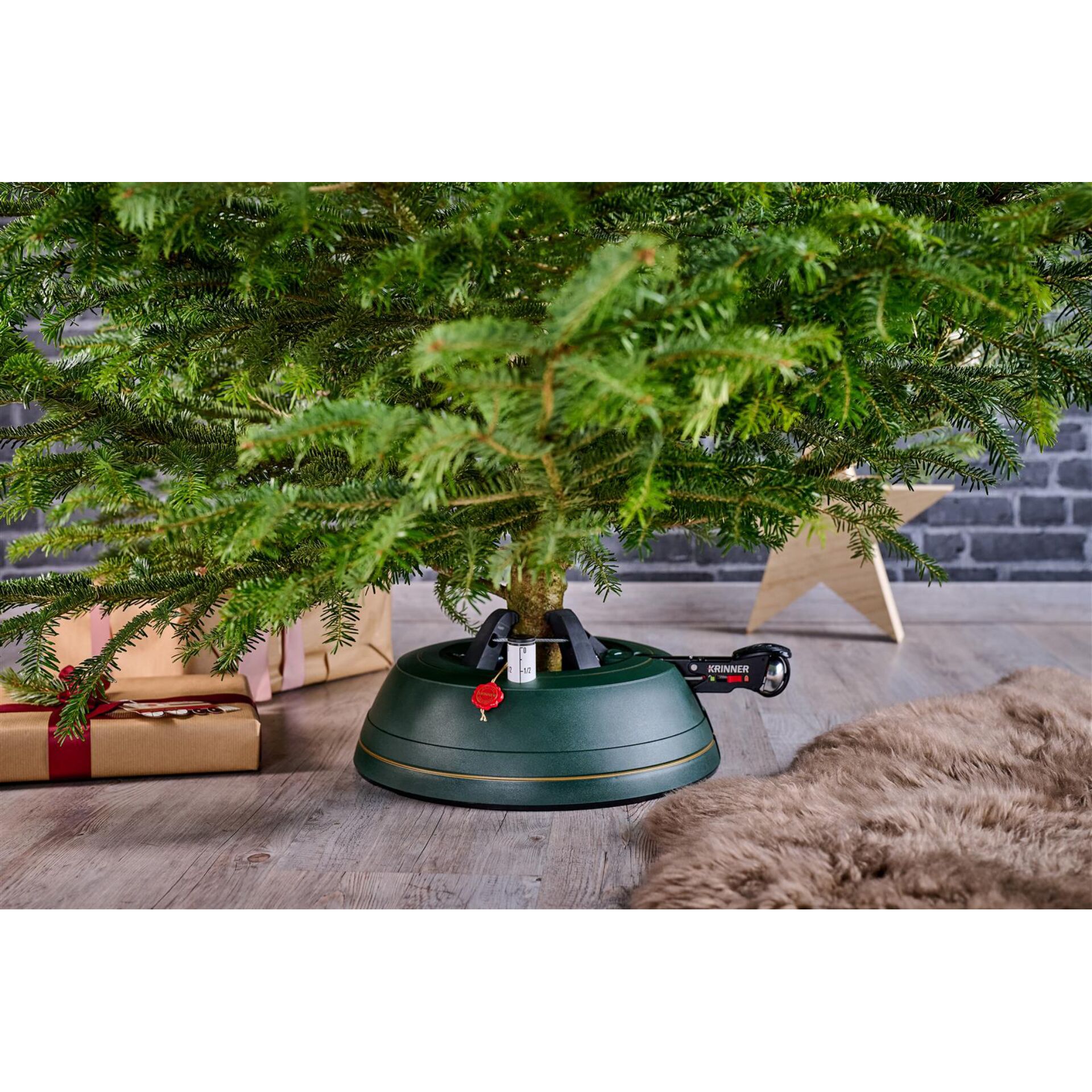 Pflanze, Baum, Topfpflanze, Konifer