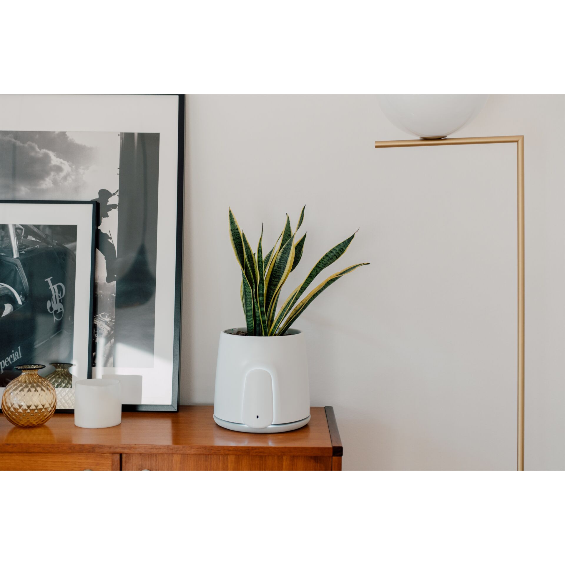 Pflanze, Pflanze im Topf, Lampe, Drinnen, Innenarchitektur