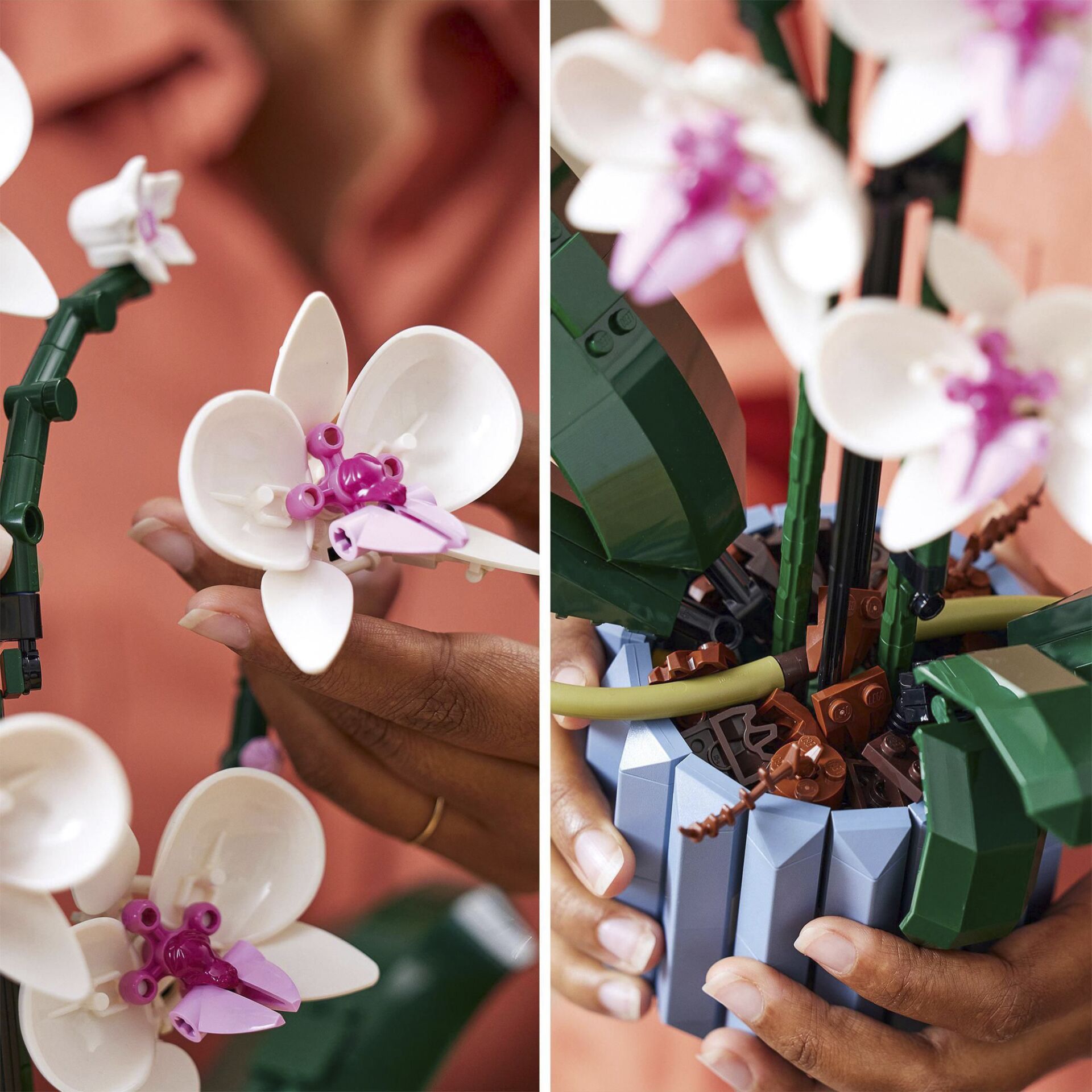 Blume, Pflanze, Blumen-Arrangement, Orchidee, Eine andere