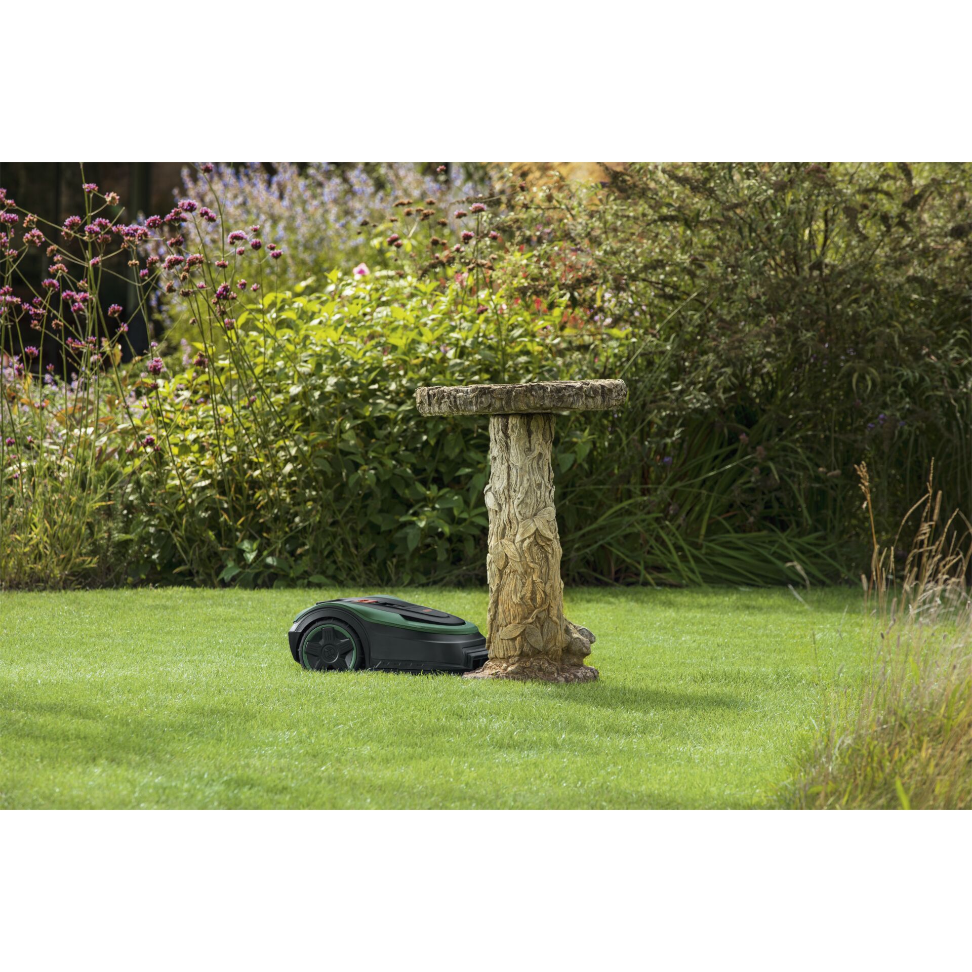 Gras, Rasen, Pflanze