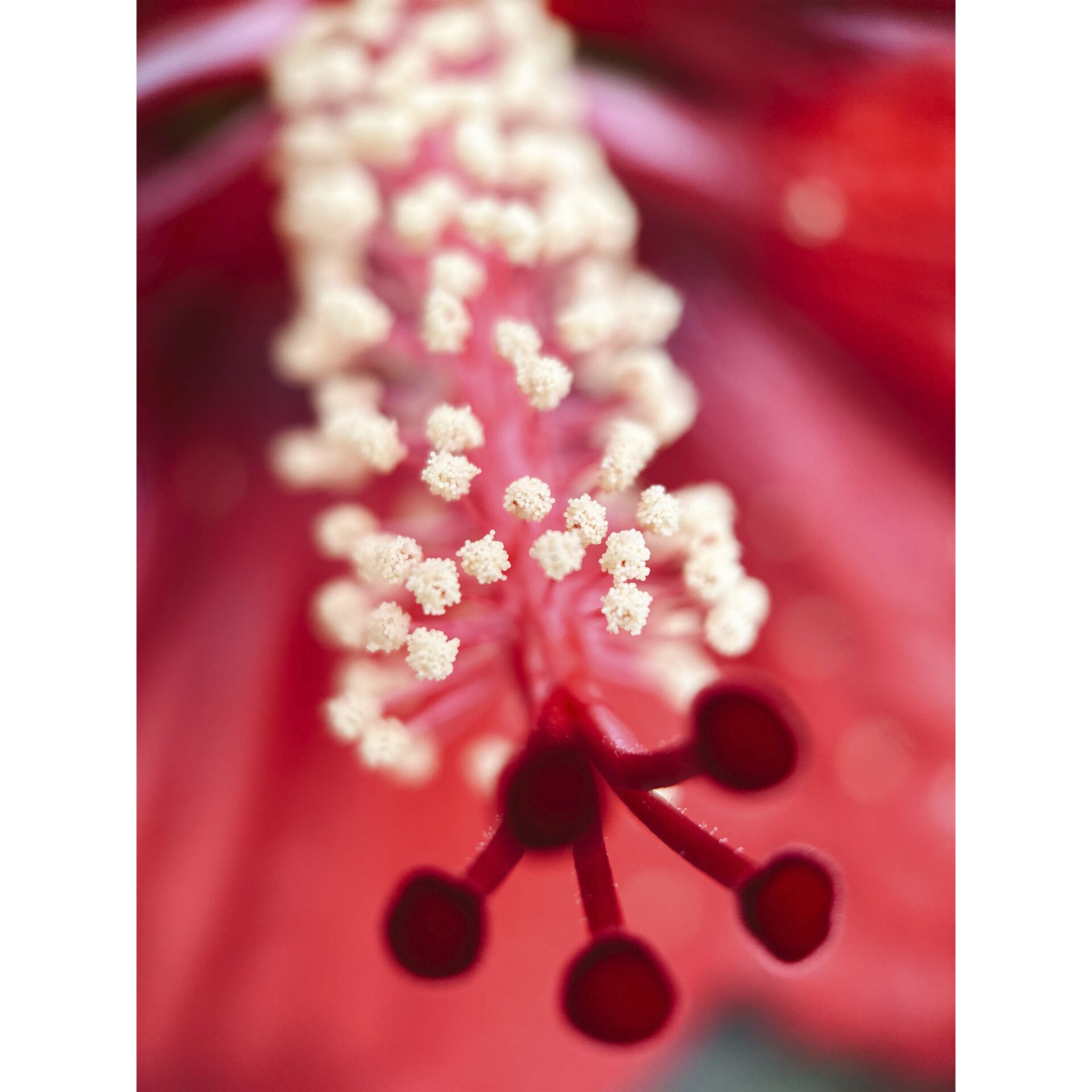 Pflanze, Blütenstaub, Ein anderer, Blume