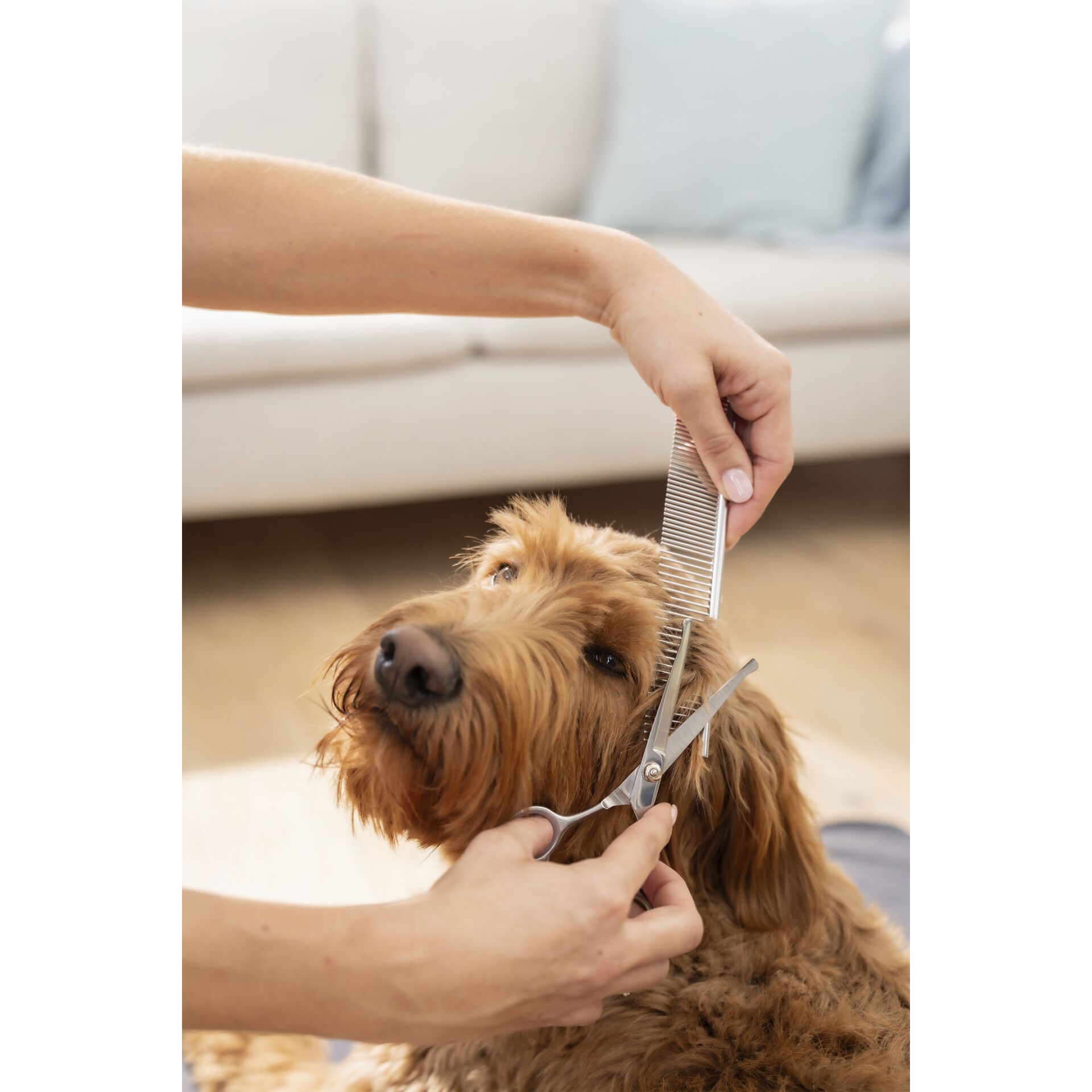 Schere, Hund, Säugetier, Haustier