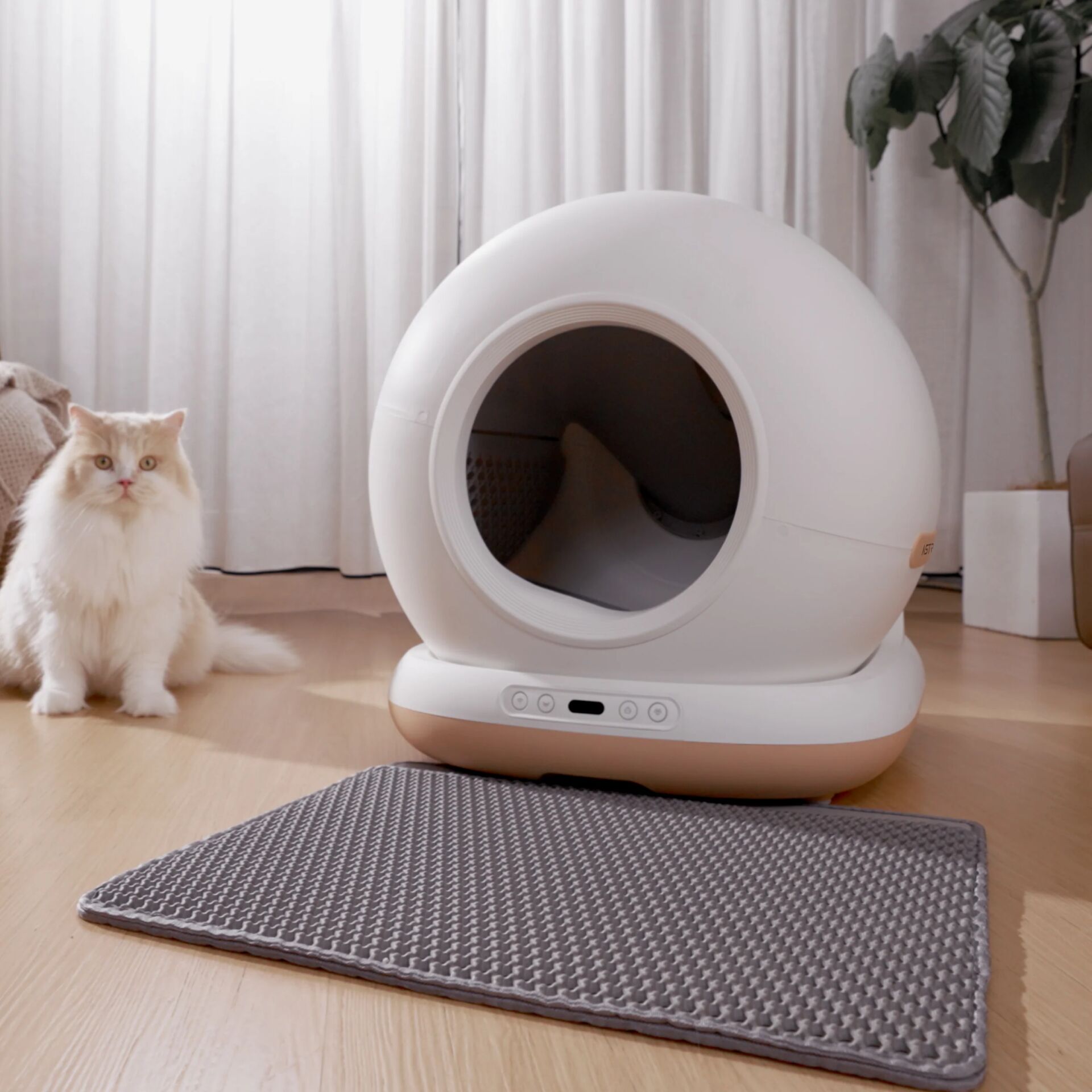 Dekoration für Zuhause, Teppich, Katze, Säugetier, Haustier