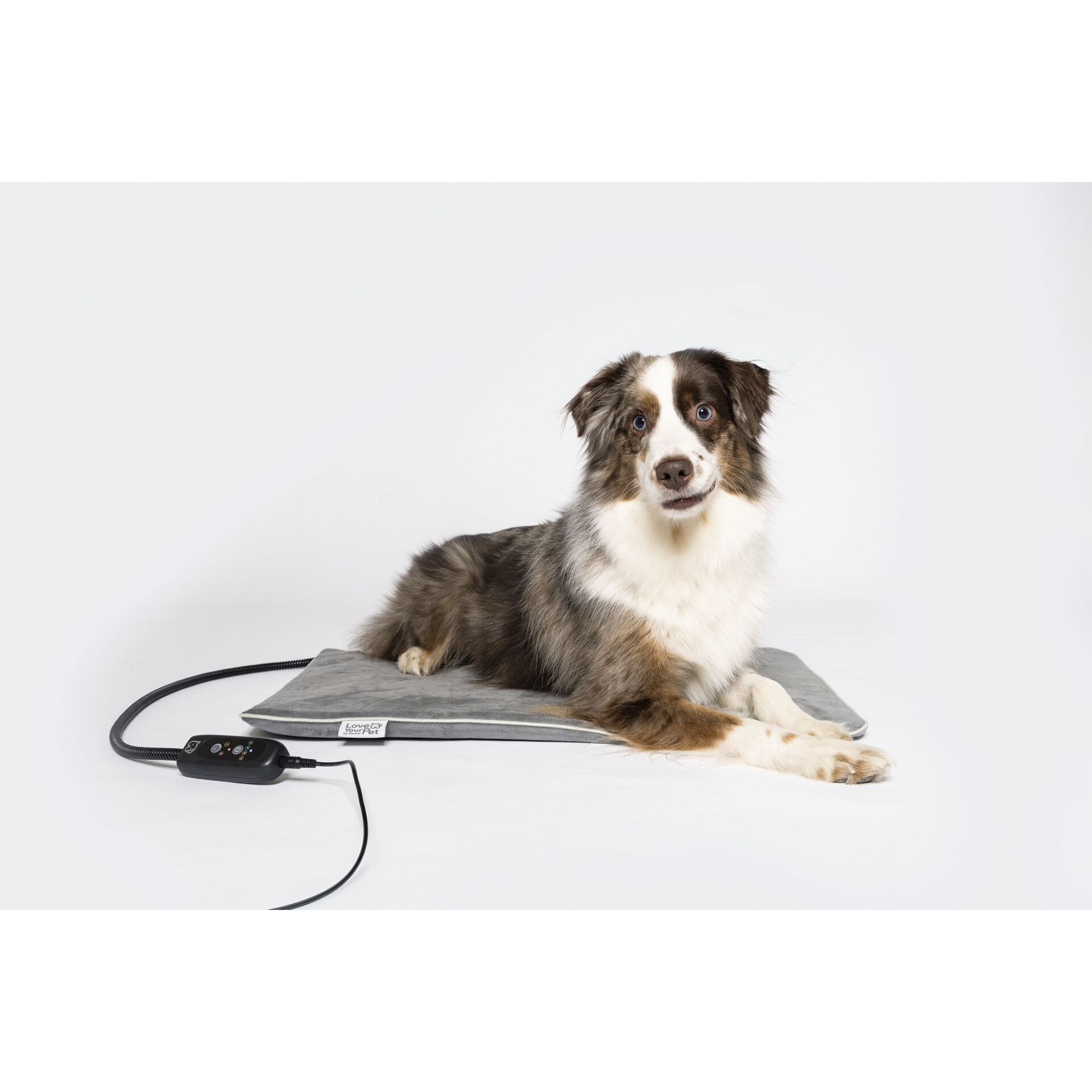 Zubehor, Riemen, Hund, Haustier, mikrofon