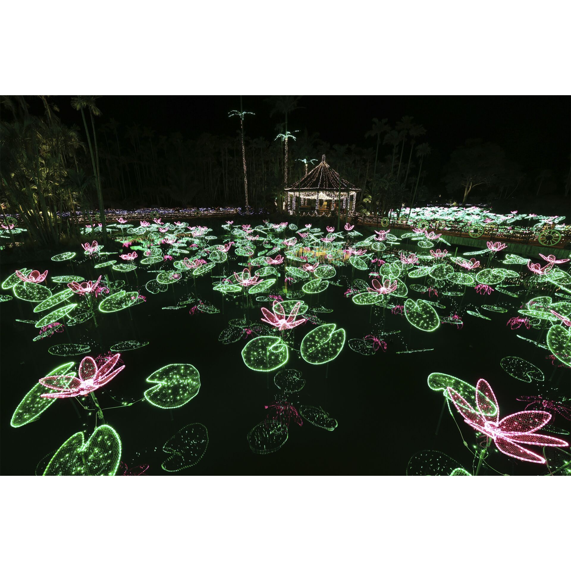 Natur, Draußen, Teich, Wasser, Blume