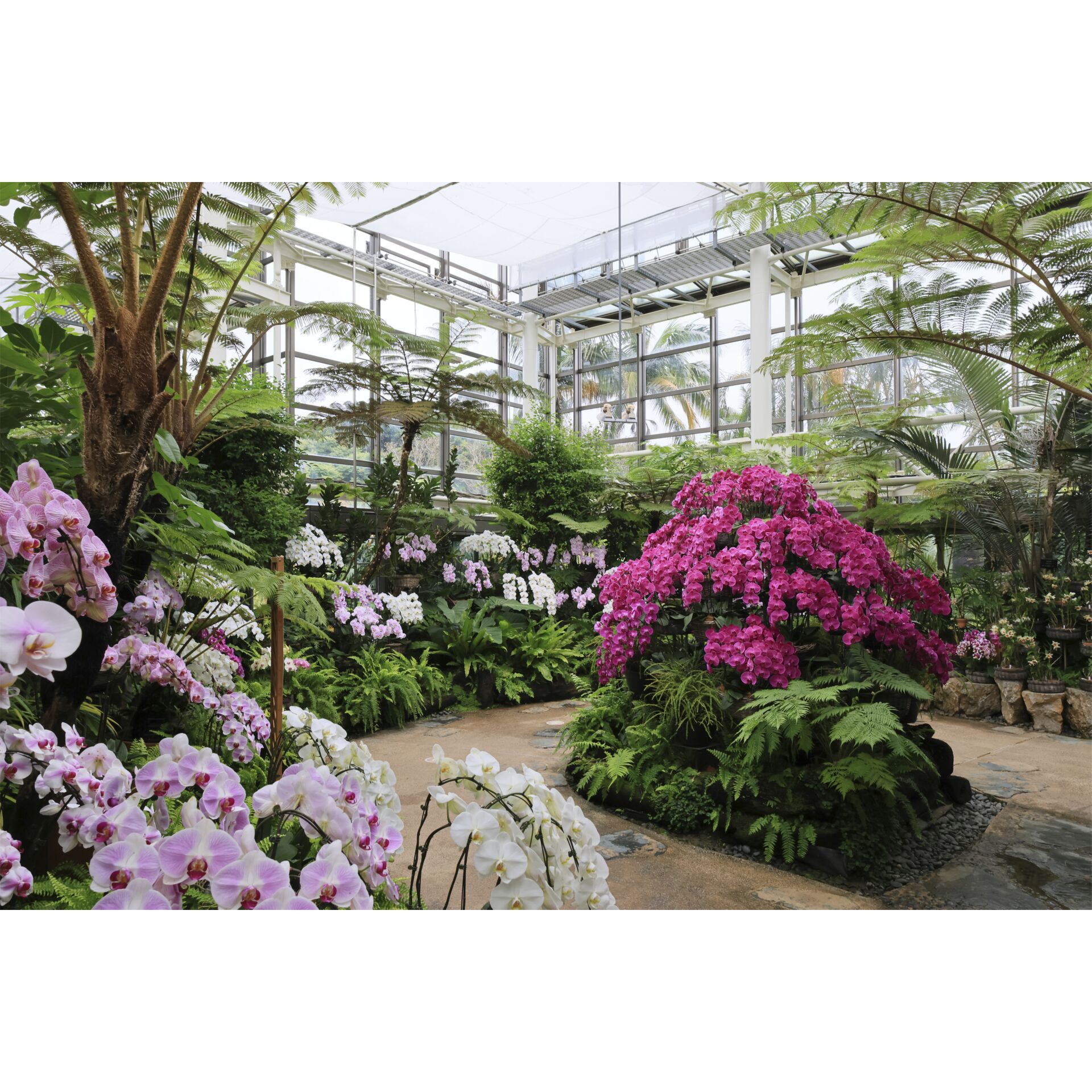 Garten, Natur, Laube, Gartenarbeit, Geranie