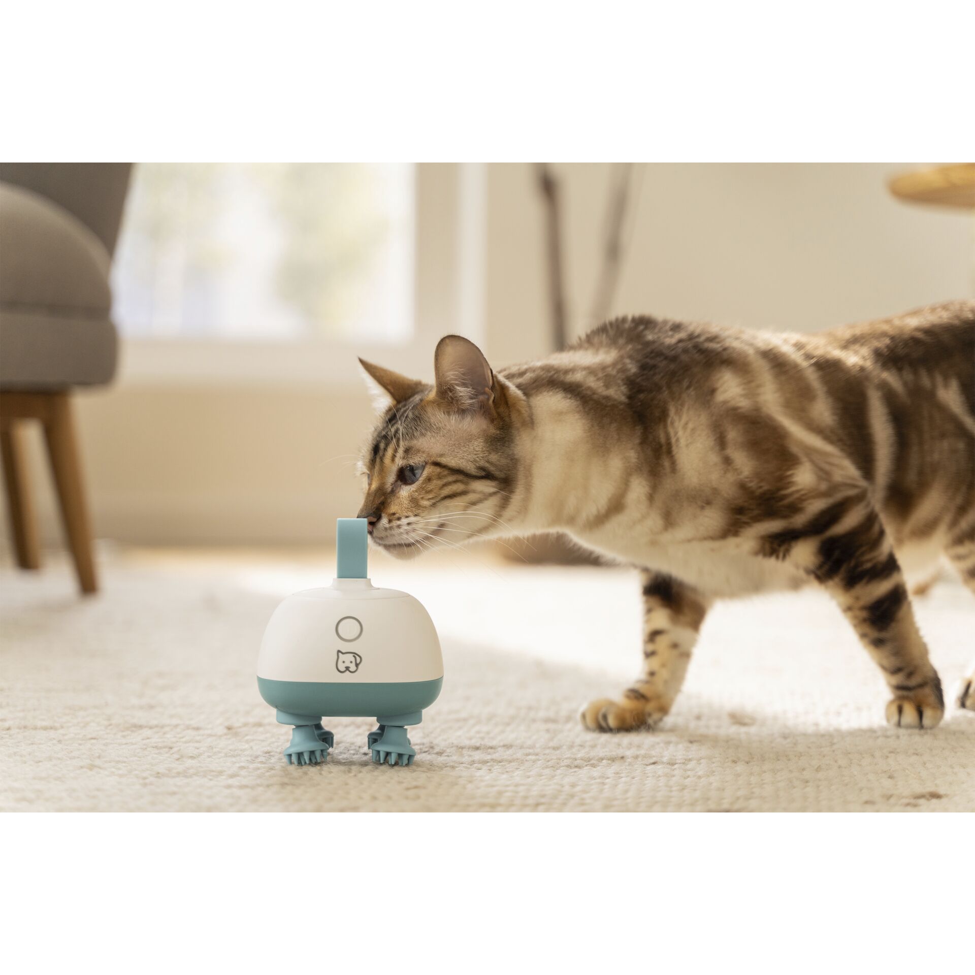 Tier, Katze, Säugetier, Männchen, Haustier