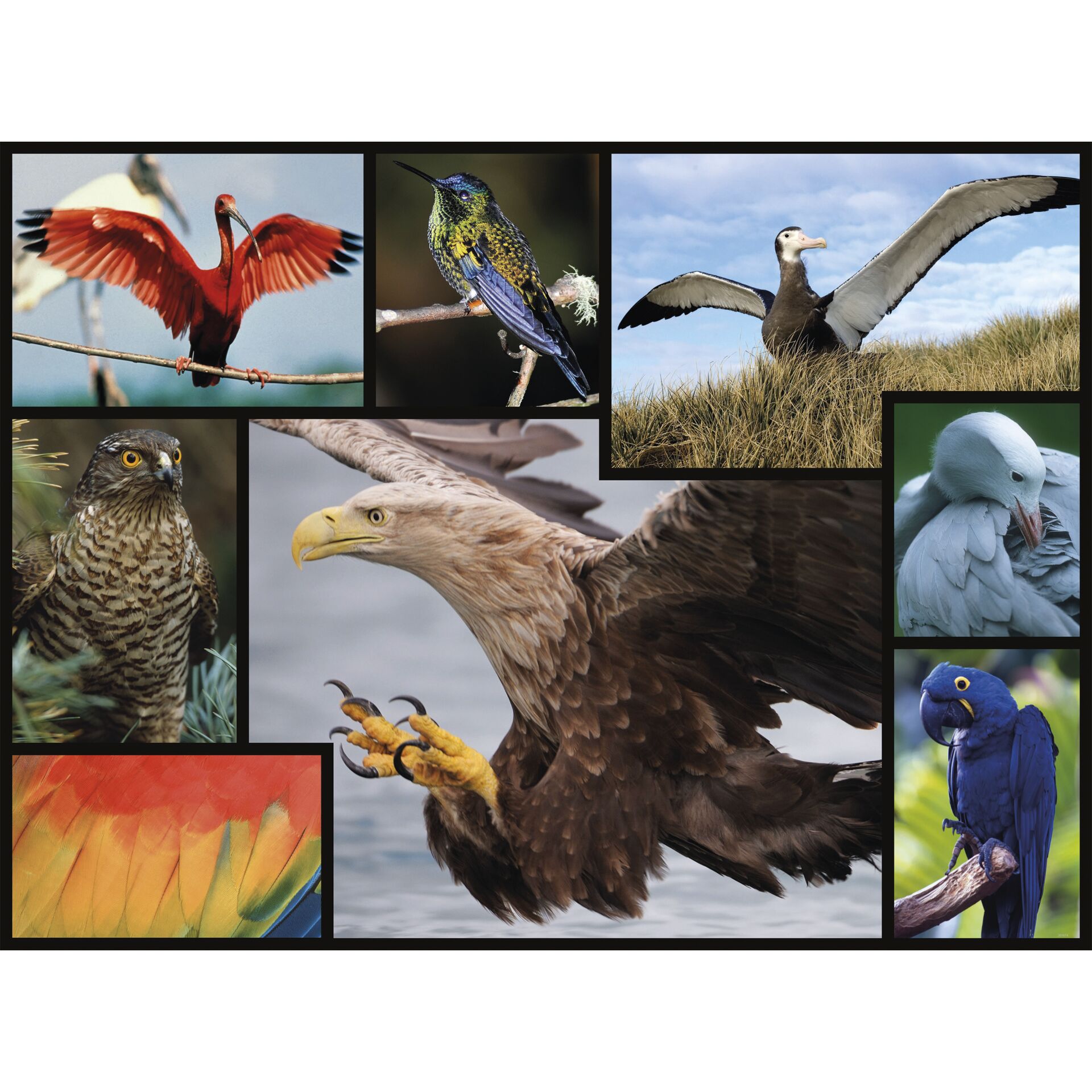 Schnabel, Vogel, Kunst, Collage, Fliegend