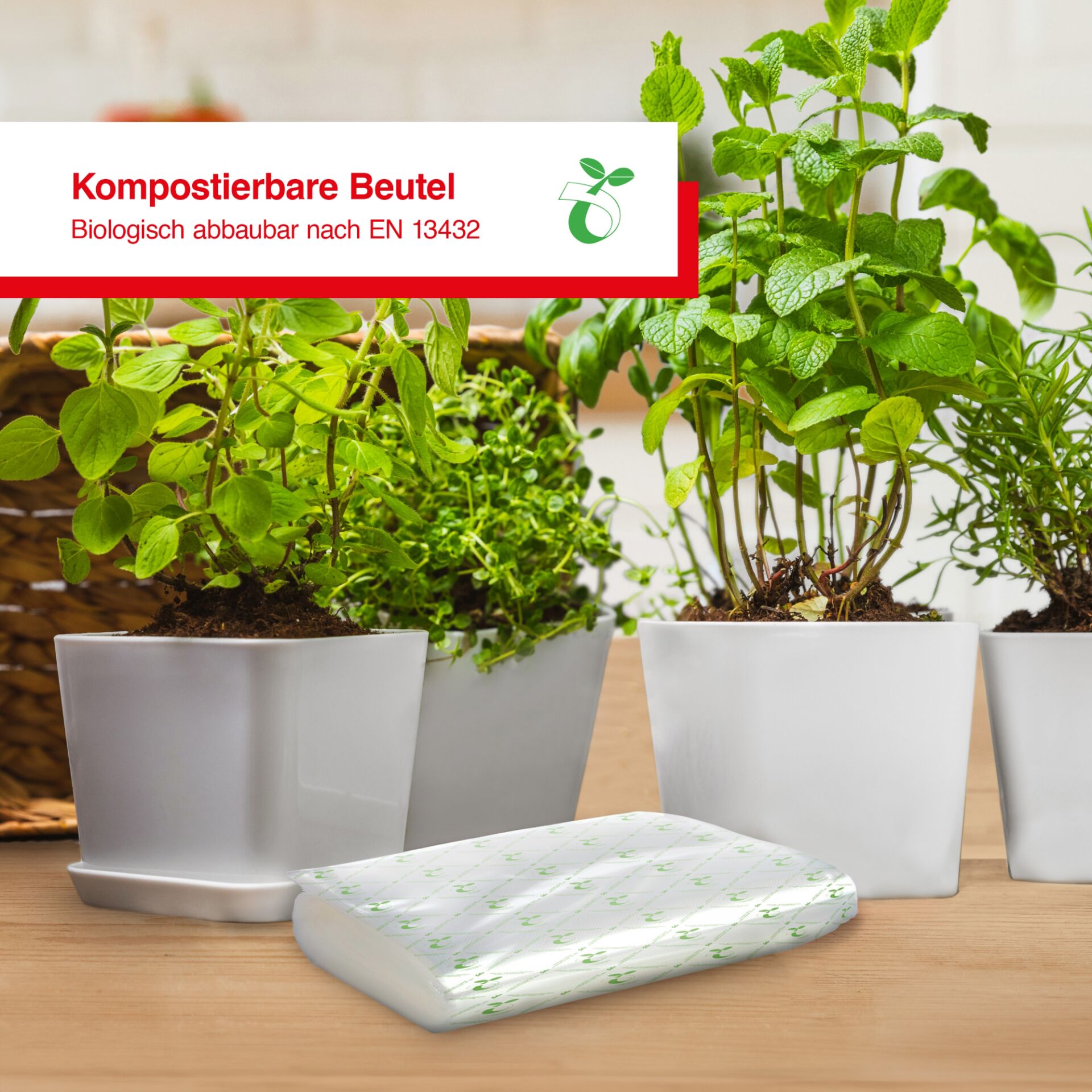 Kräuter, Pflanze, Pflanze im Topf, Kräuterig, Minze