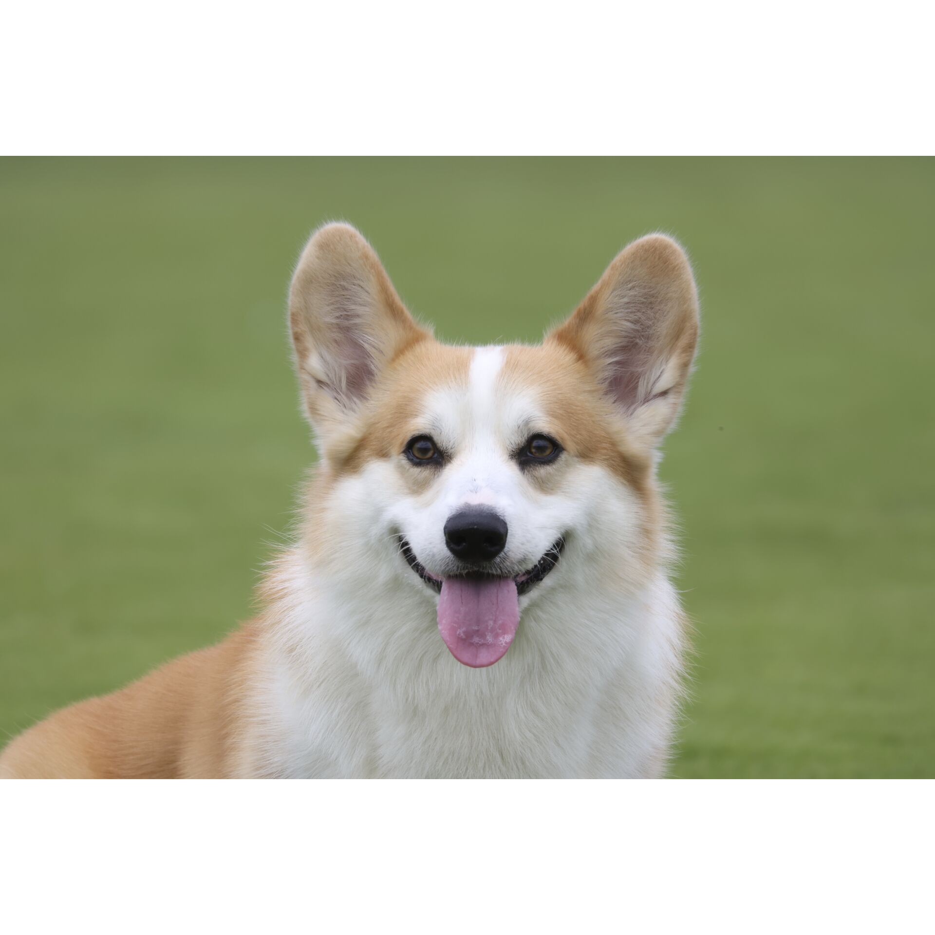 Hund, Husky, Säugetier, Haustier