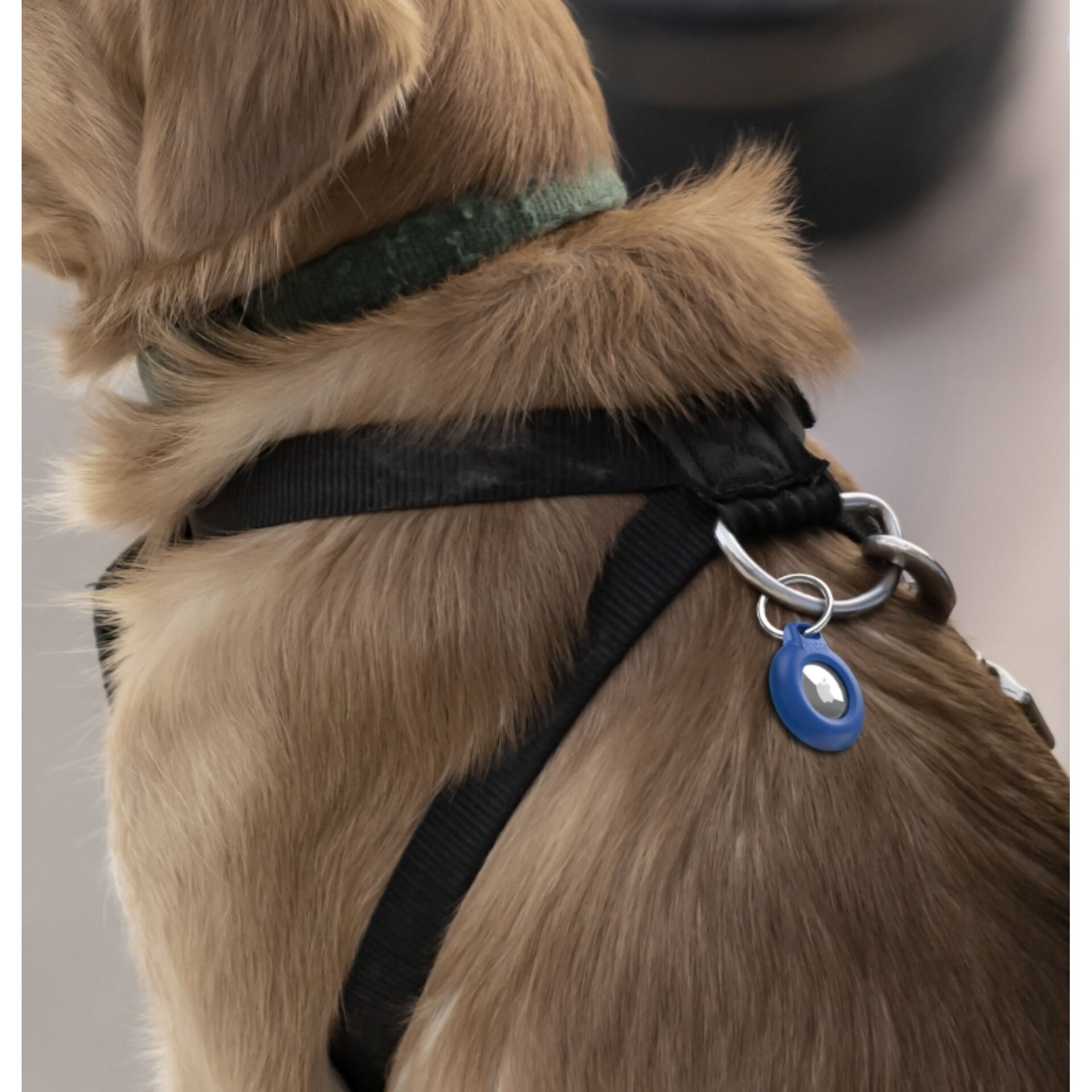 Zubehor, Hund, Haustier, Riemen, Gurte