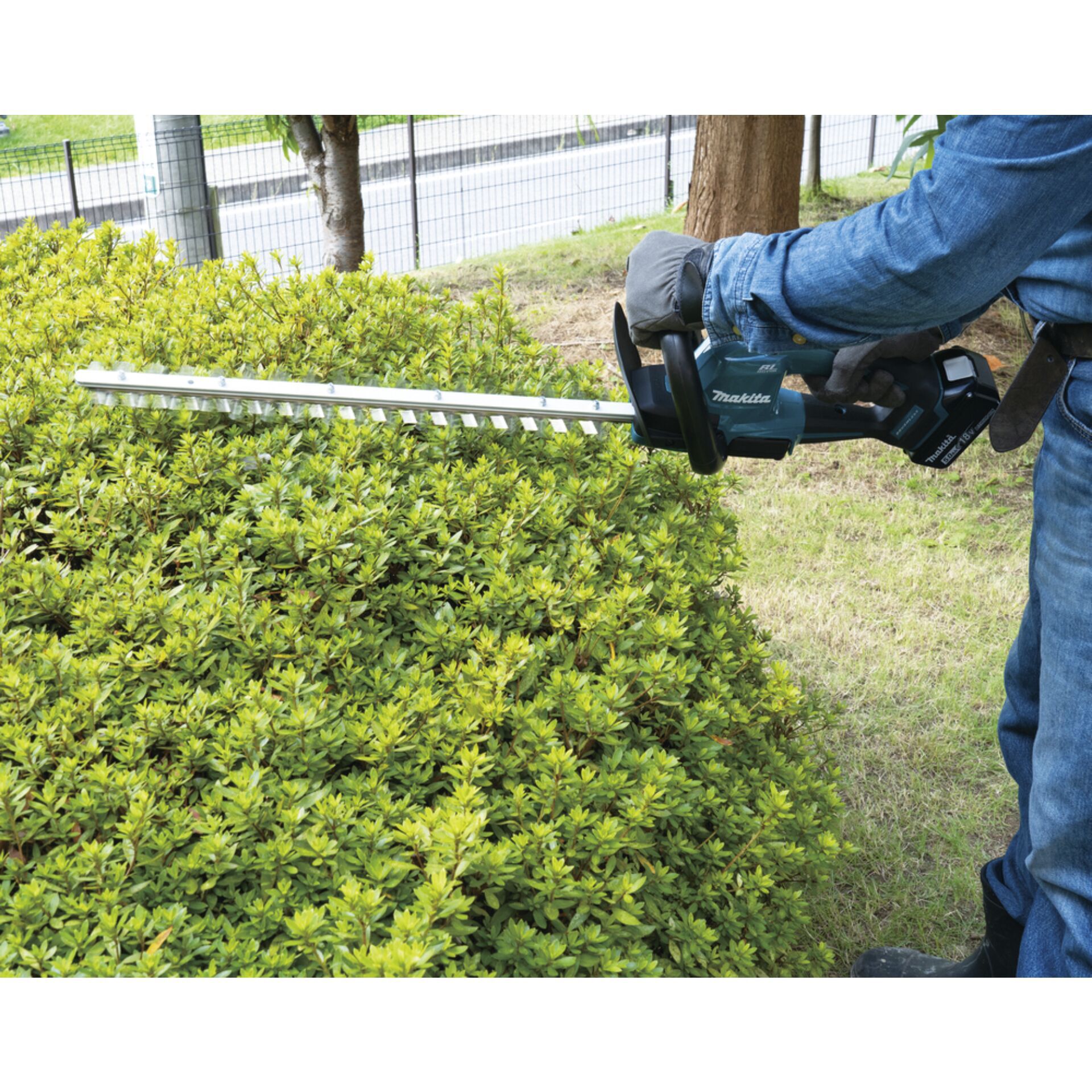 Gras, Hecke, Vegetation, Mann, Person