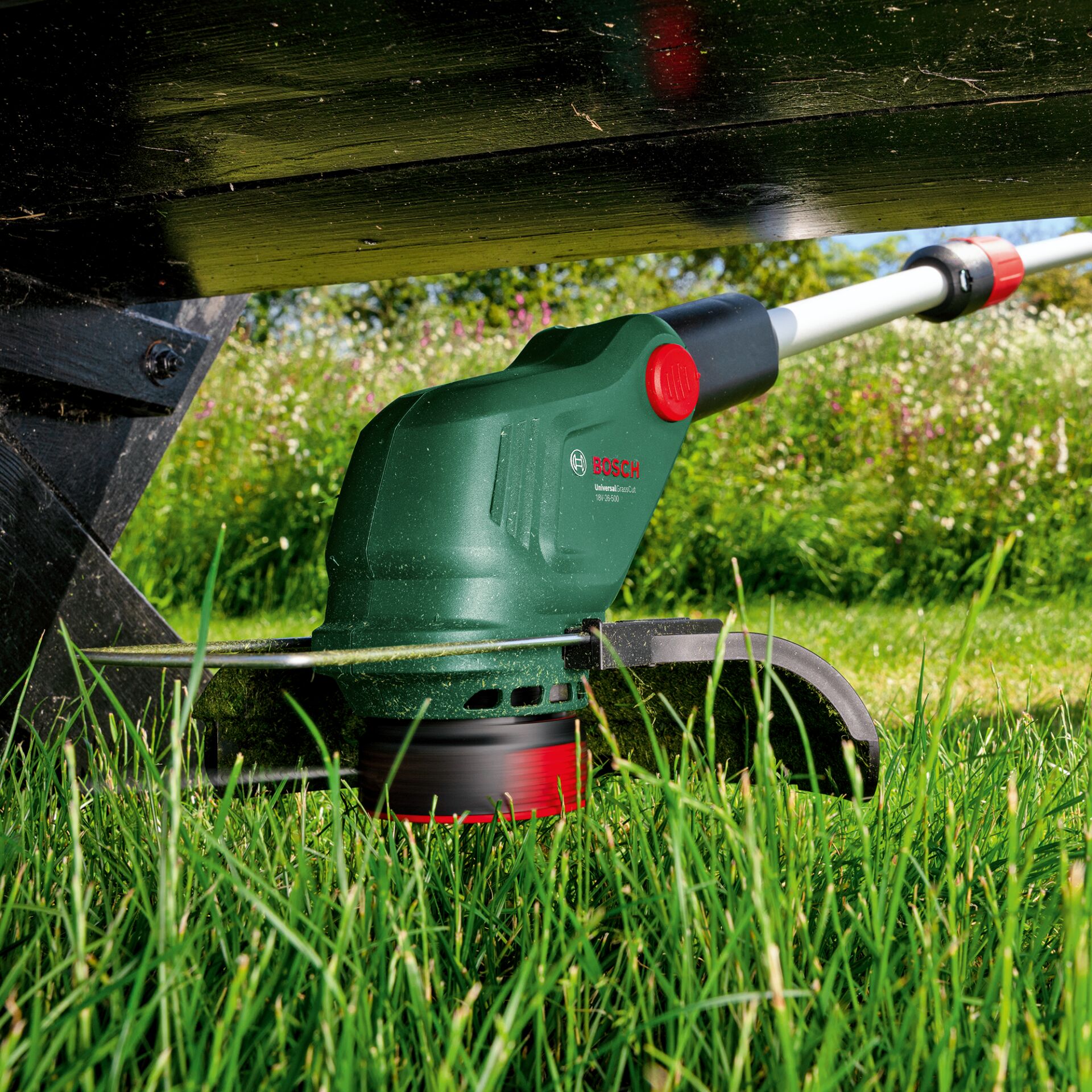 Gras, Pflanze, Rasen