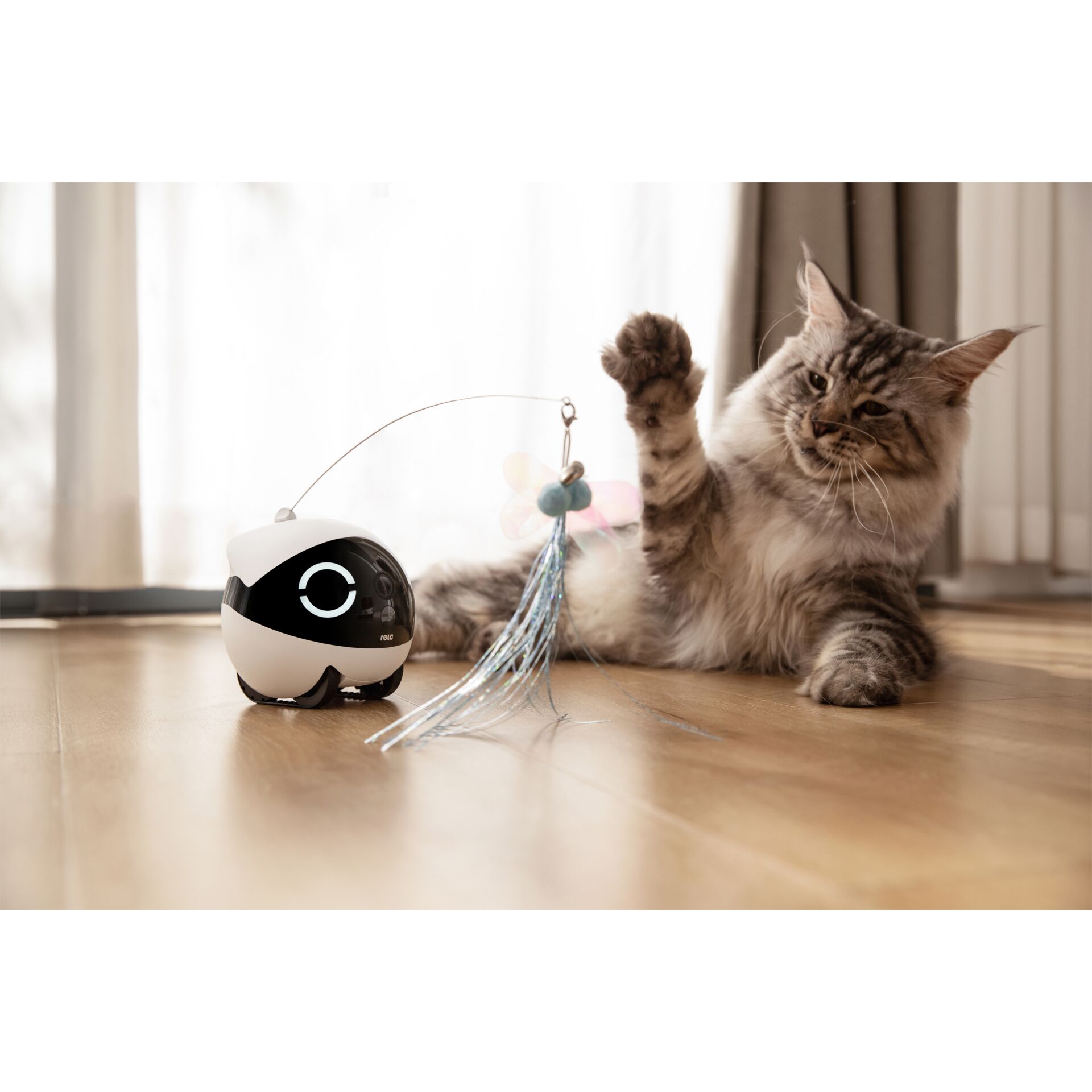 Hartholz, Holz, Sphäre, Kätzchen, Bodenbeläge, Hartholz, Holz, Sphäre, Kätzchen, Bodenbeläge