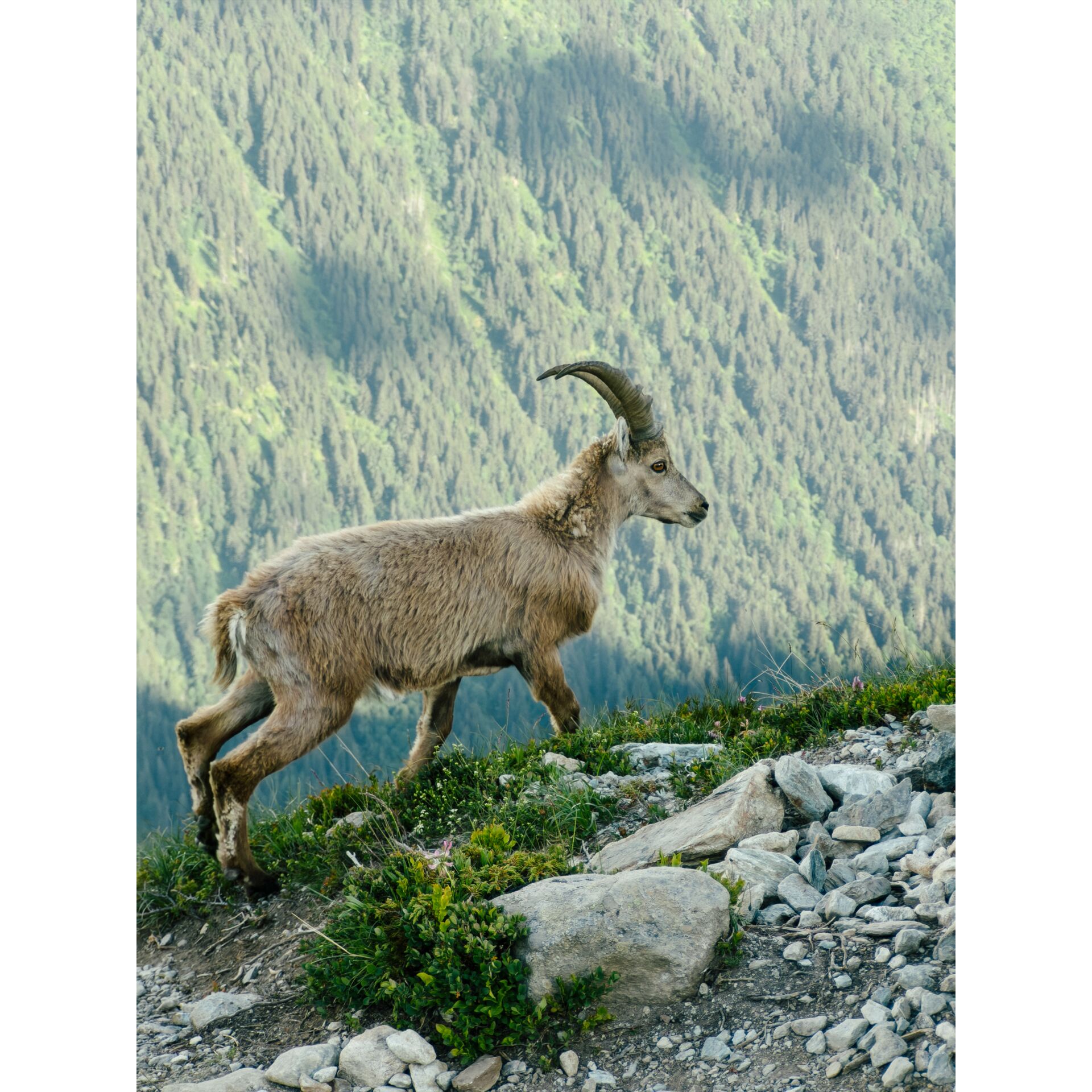 Ziege, Wildtier, Hügel/Alpen, braun, Horn