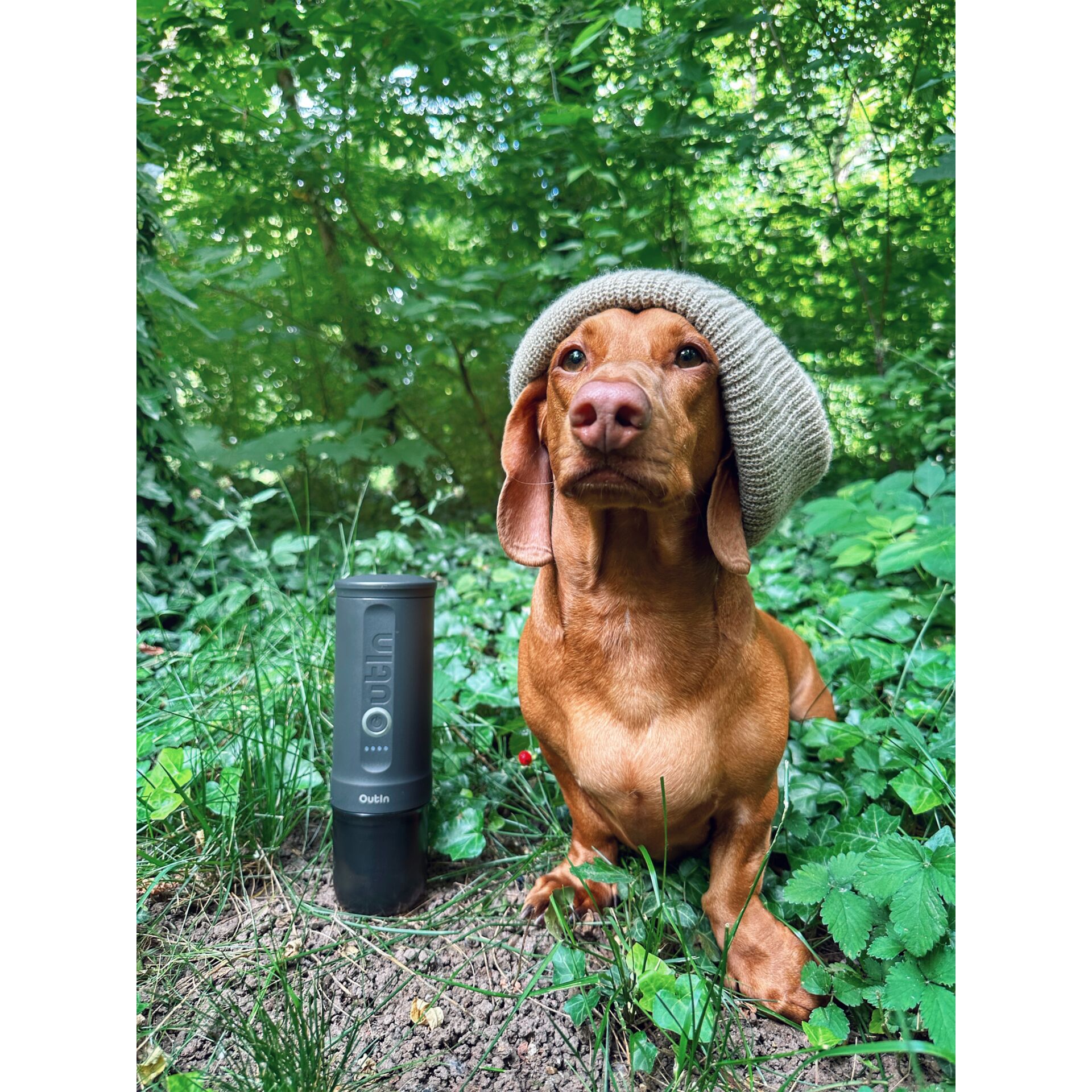 Hund, Säugetier, Haustier, Pflanze, Vegetation