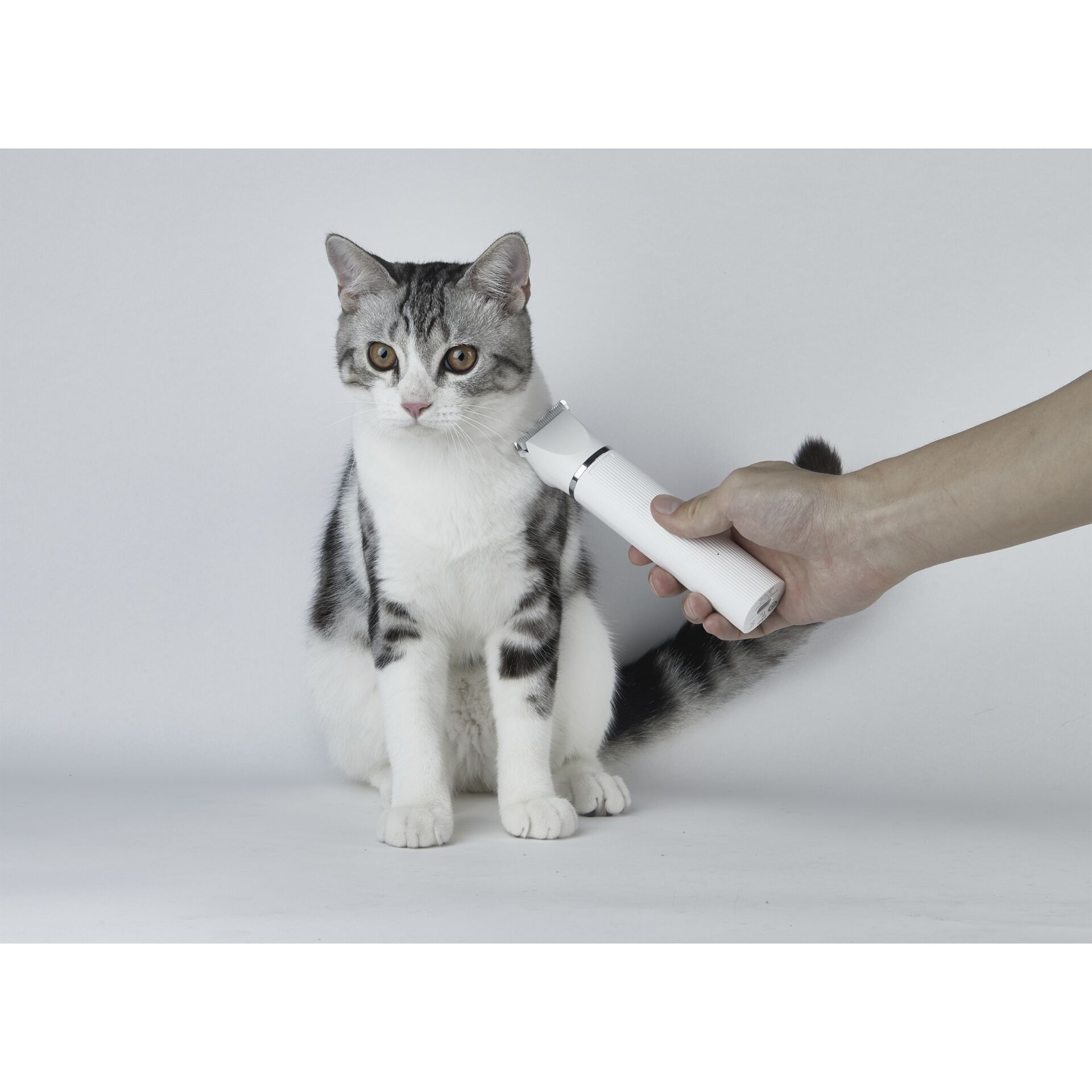 Tier, Katze, Säugetier, Haustier