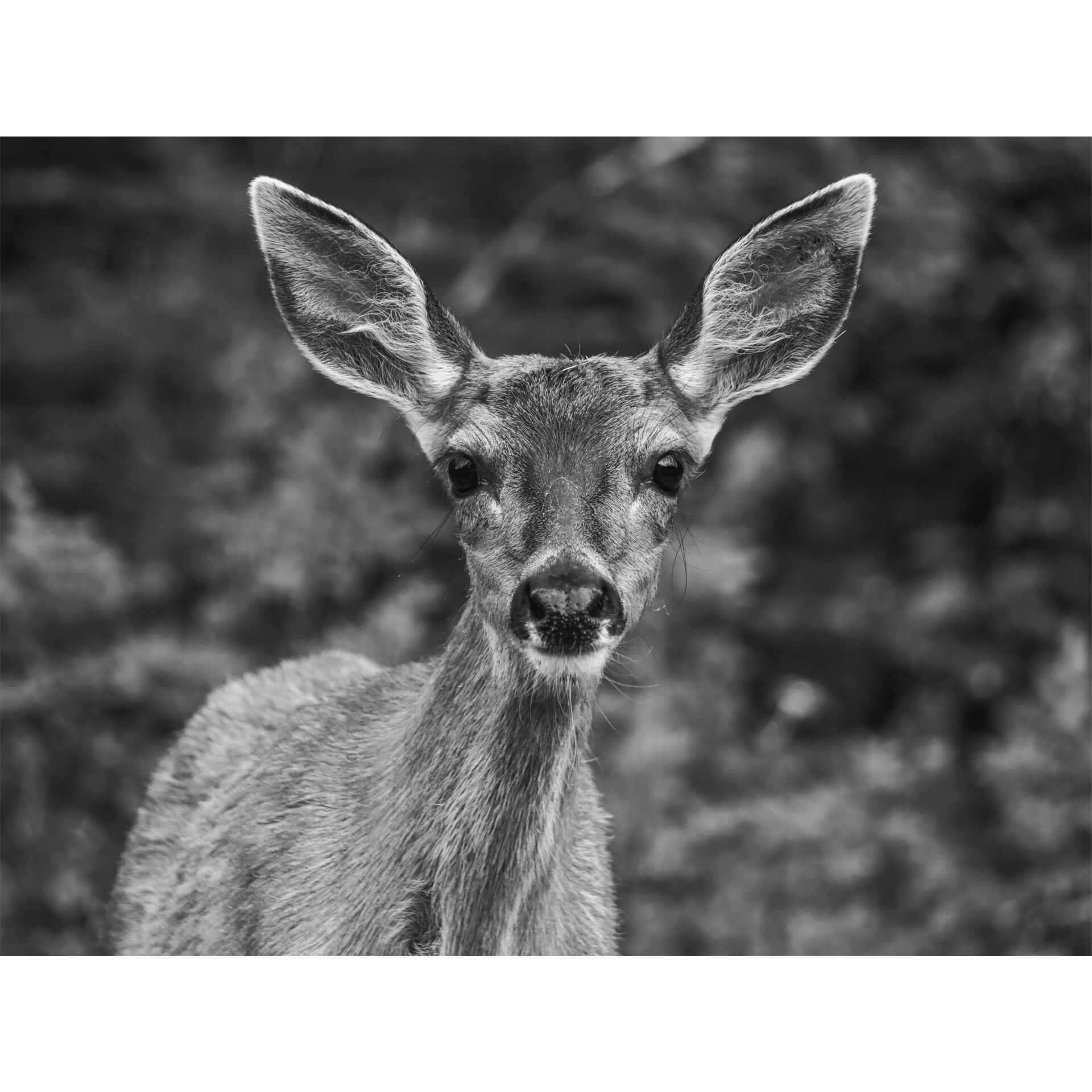 Tier, Hirsch, Säugetier, Tierwelt, Antilope