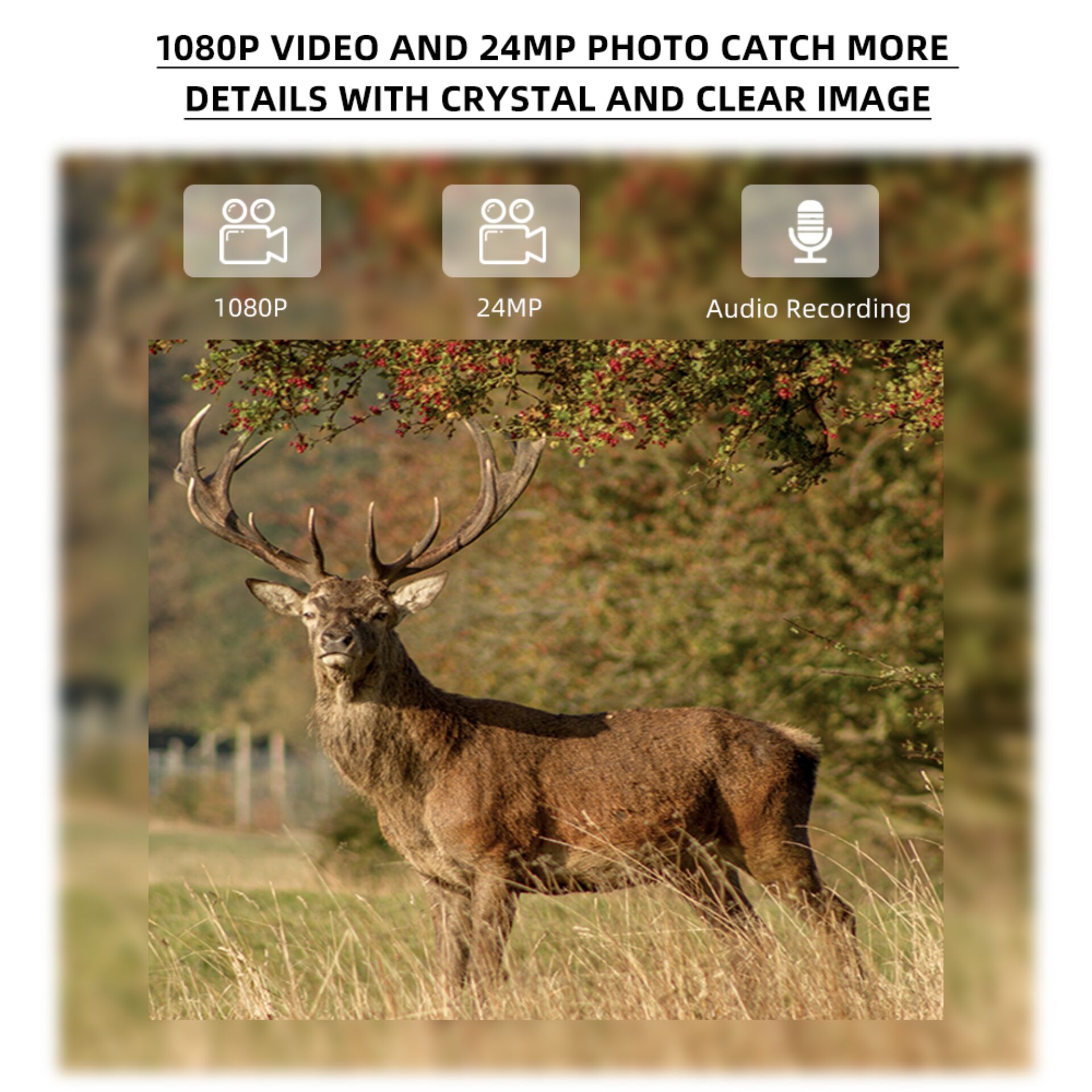 Hirsch, Säugetier, Tierwelt, Elch, Geweih