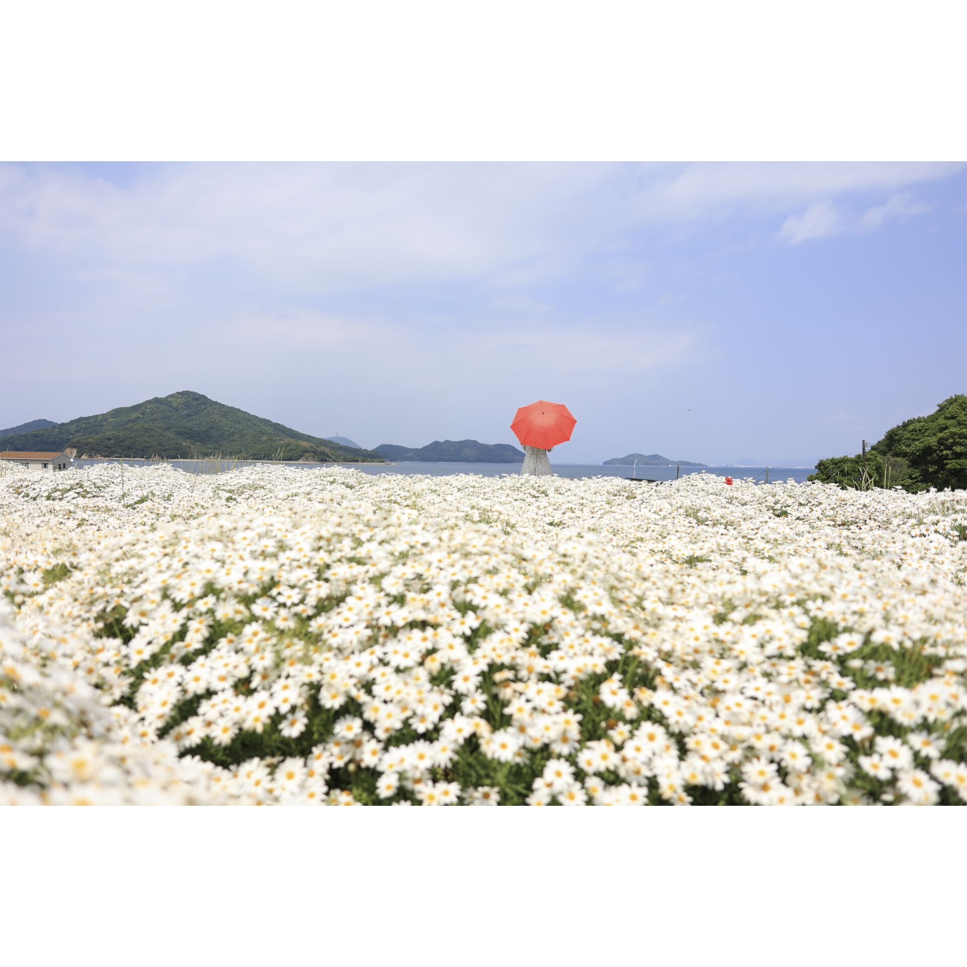 Landschaft, Blütenblatt, Gänseblümchen, Wolke, Vegetation