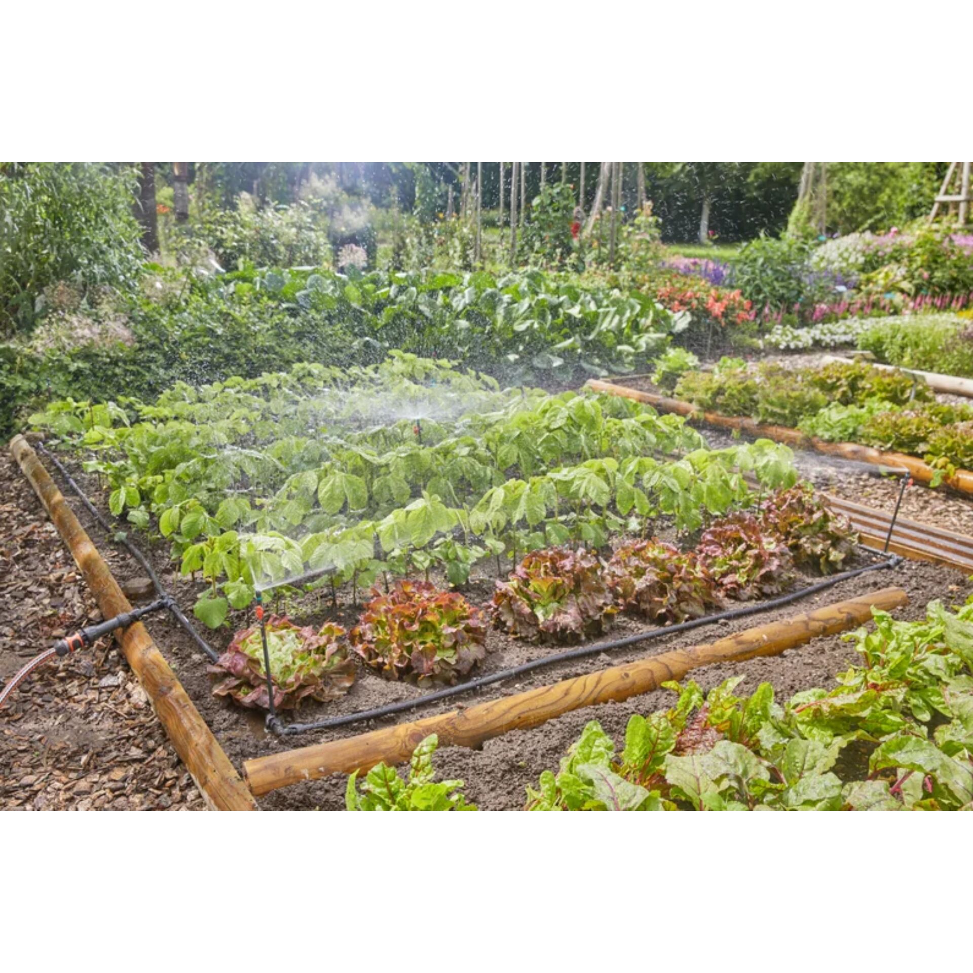 Gemüsegarten, Pflanzenbeete, Bewässerung, Salat, Hochbeet