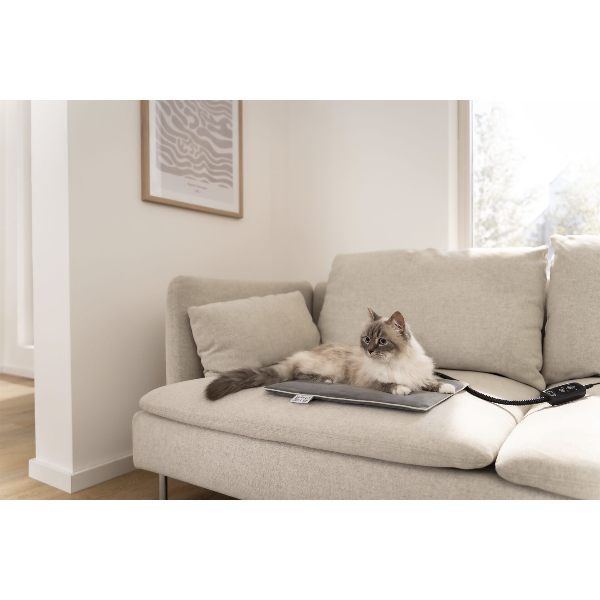 Couch, Mobiliar, Kissen, Dekoration für Zuhause, Innenarchitektur