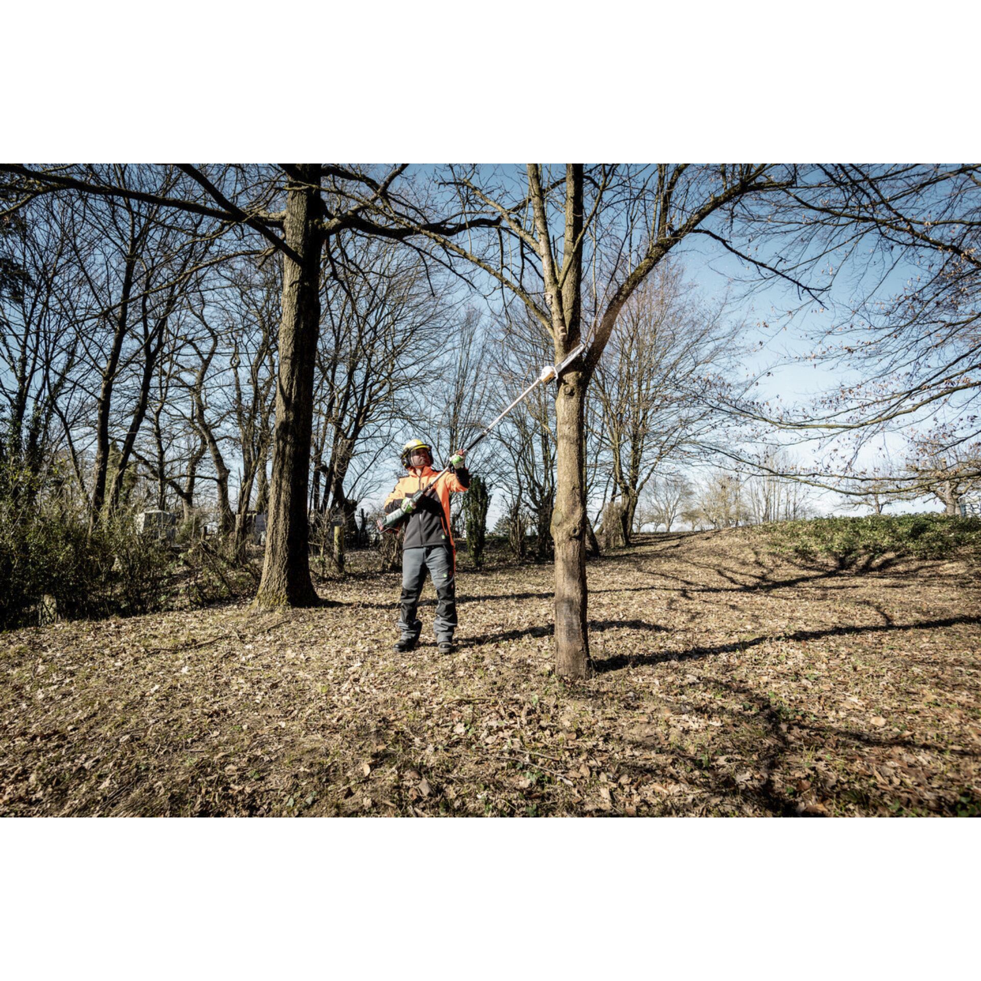 Hain, Baum, Bewuchs, Waldland, Boden