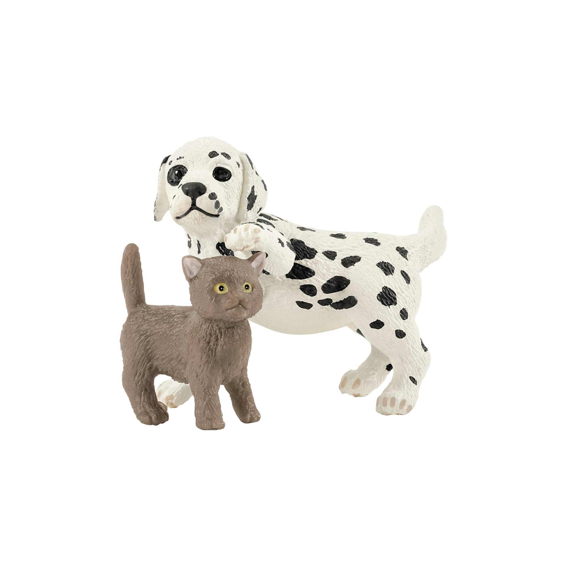 Hund, Haustier, Katze, Weißer Hund