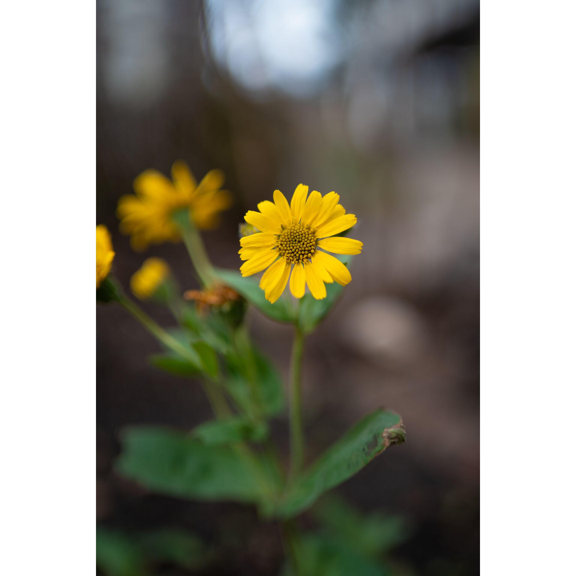 Gänseblümchen, Blume, Pflanze, Blütenblatt