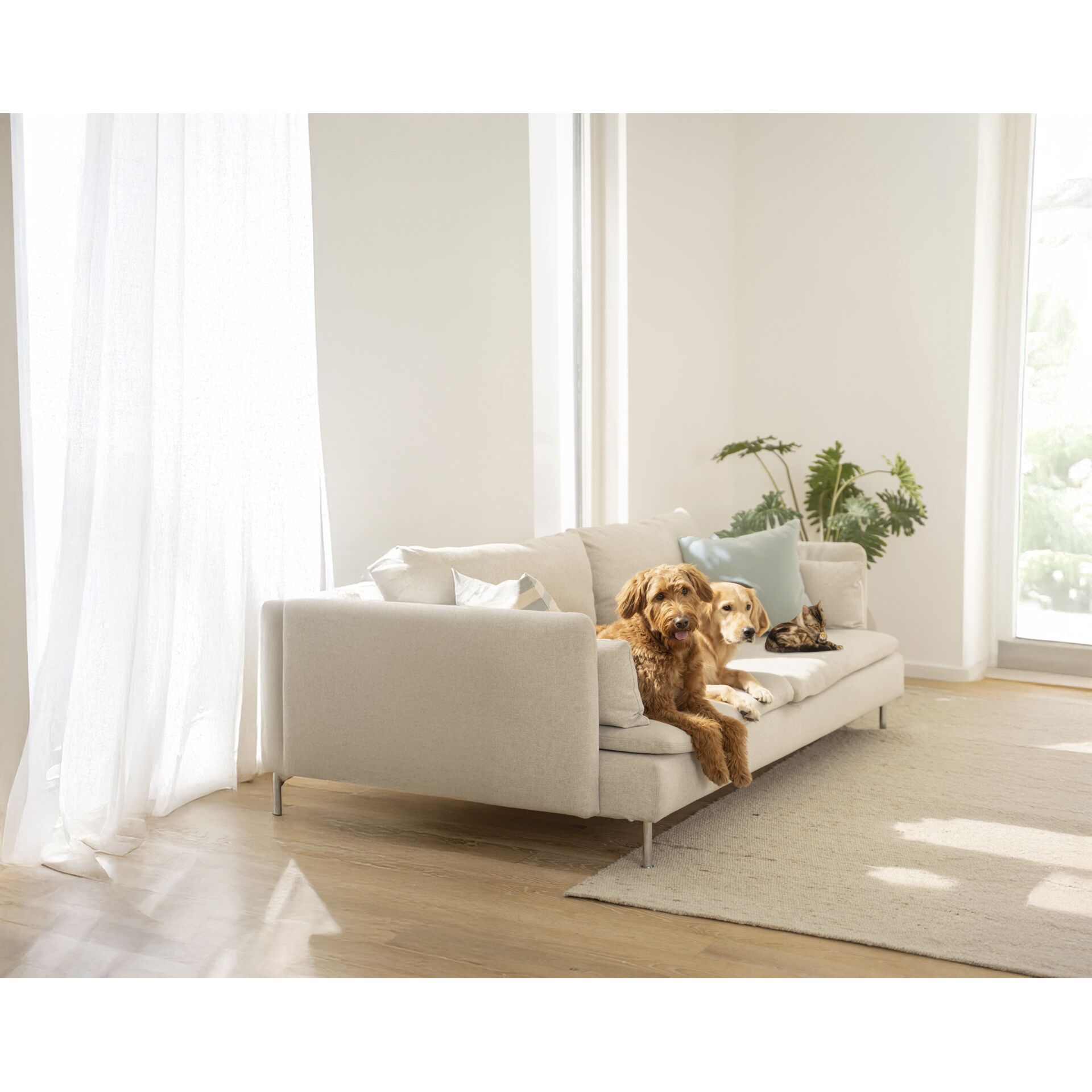 Hund, Couch, Inneneinrichtung, Haustier