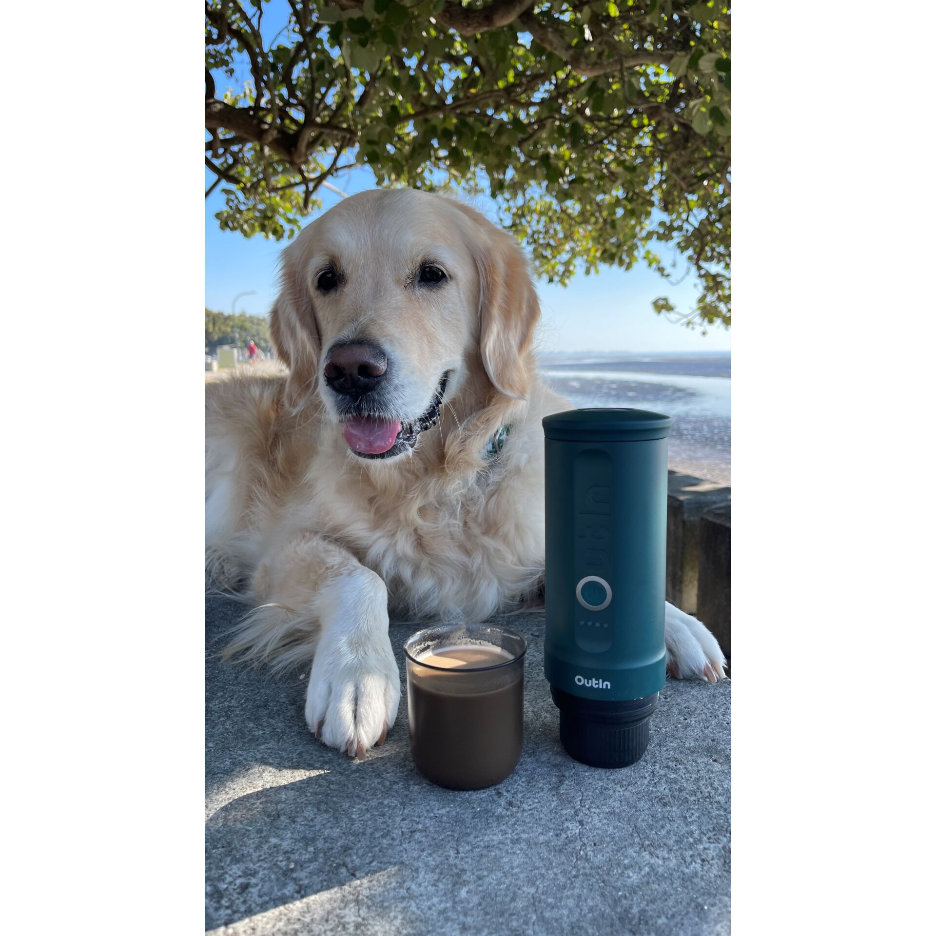 Hund, Säugetier, Haustier, Golden Retriever