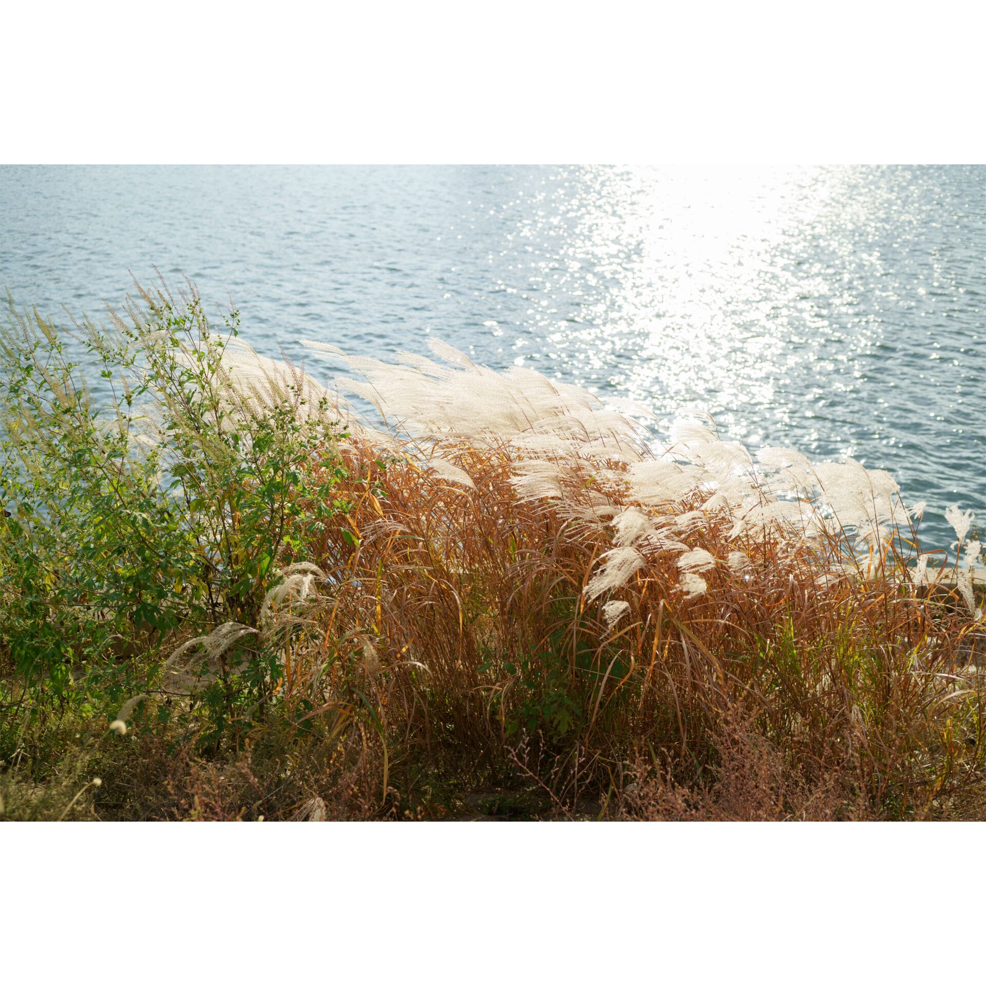 Pflanze, Schilf, Gras, Bewuchs, Szenerie