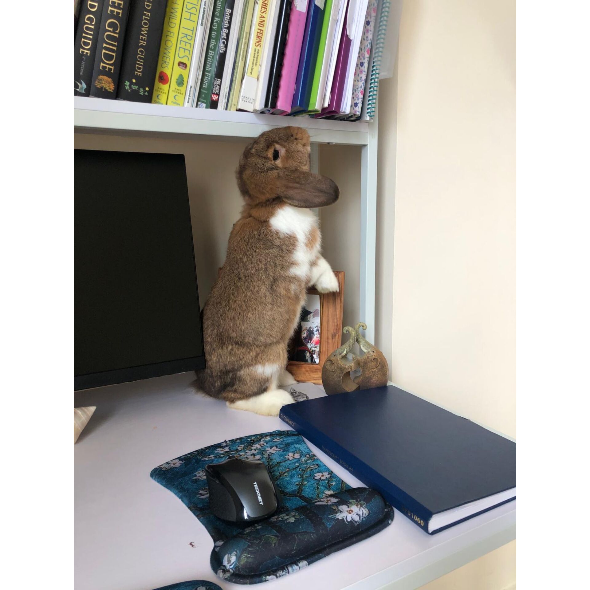 Moebel, Tabelle, Regal, Schreibtisch